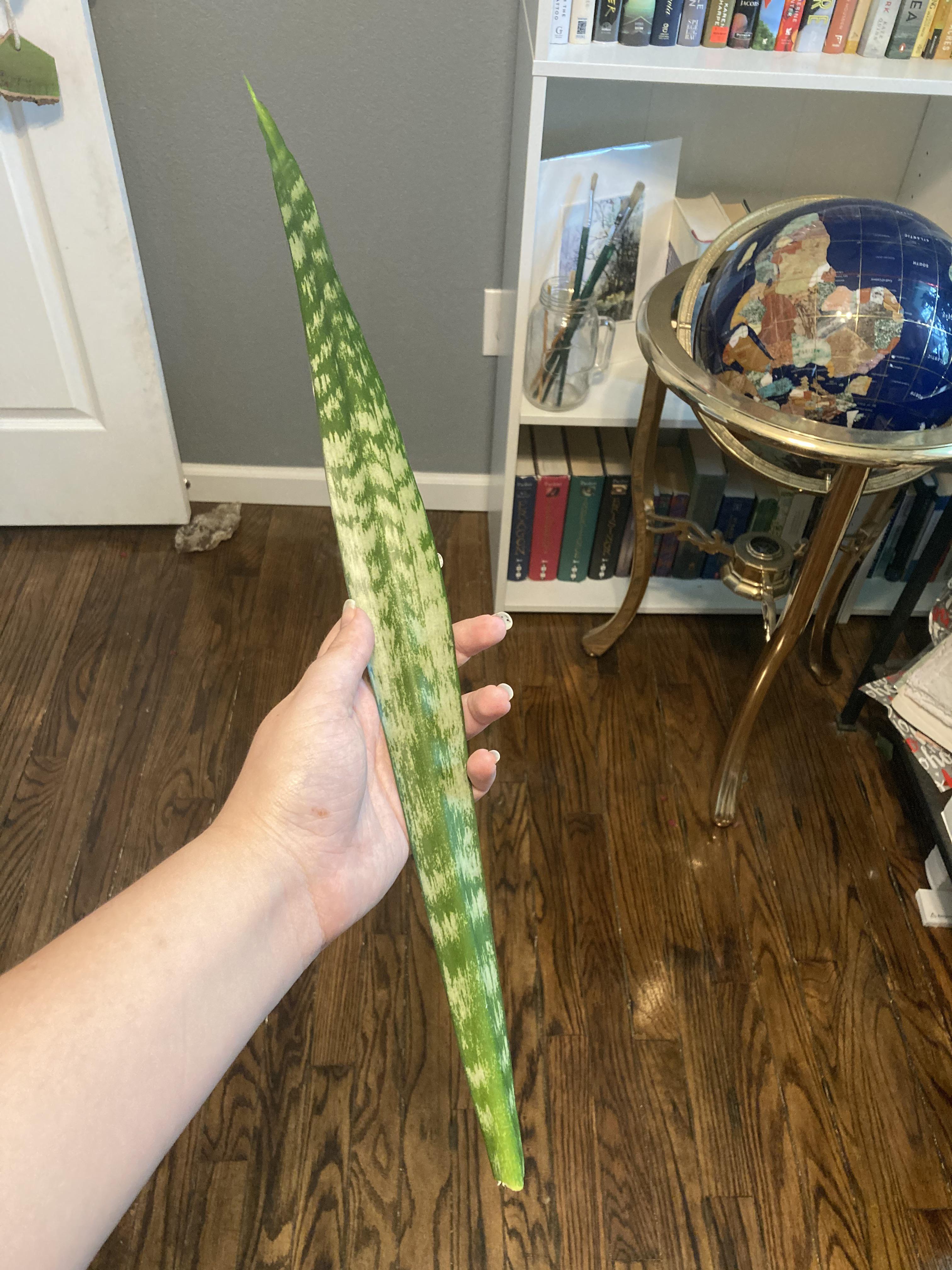 Ohhh noooo, the custodian broke our office snake plant and just left