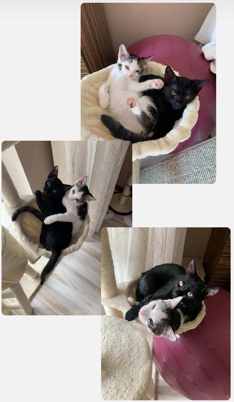 Slowly outgrowing their favourite bed 🥹 3 months old > 8 months old