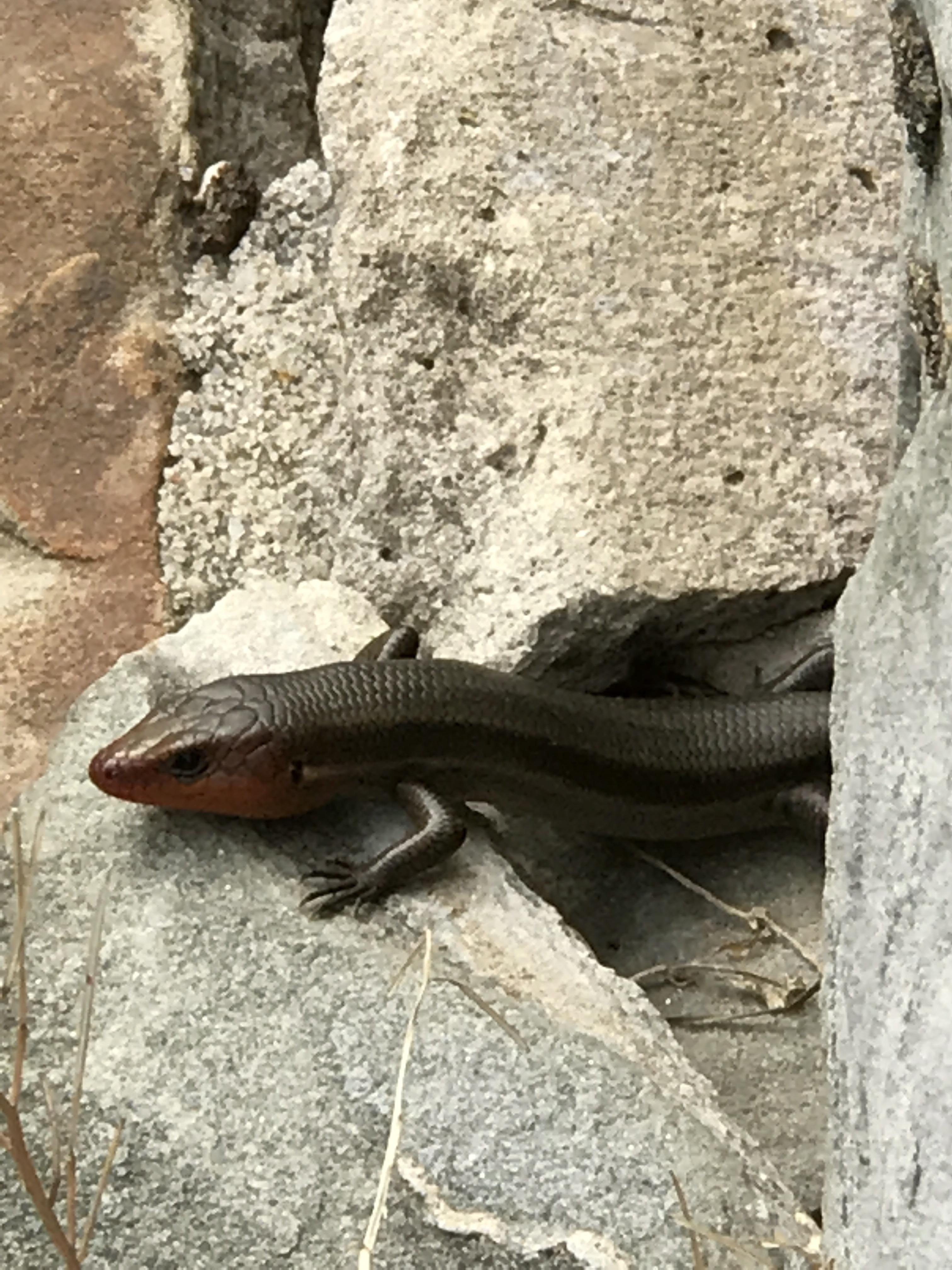 Can anyone help me identify these reptiles? Found in East Tennessee r