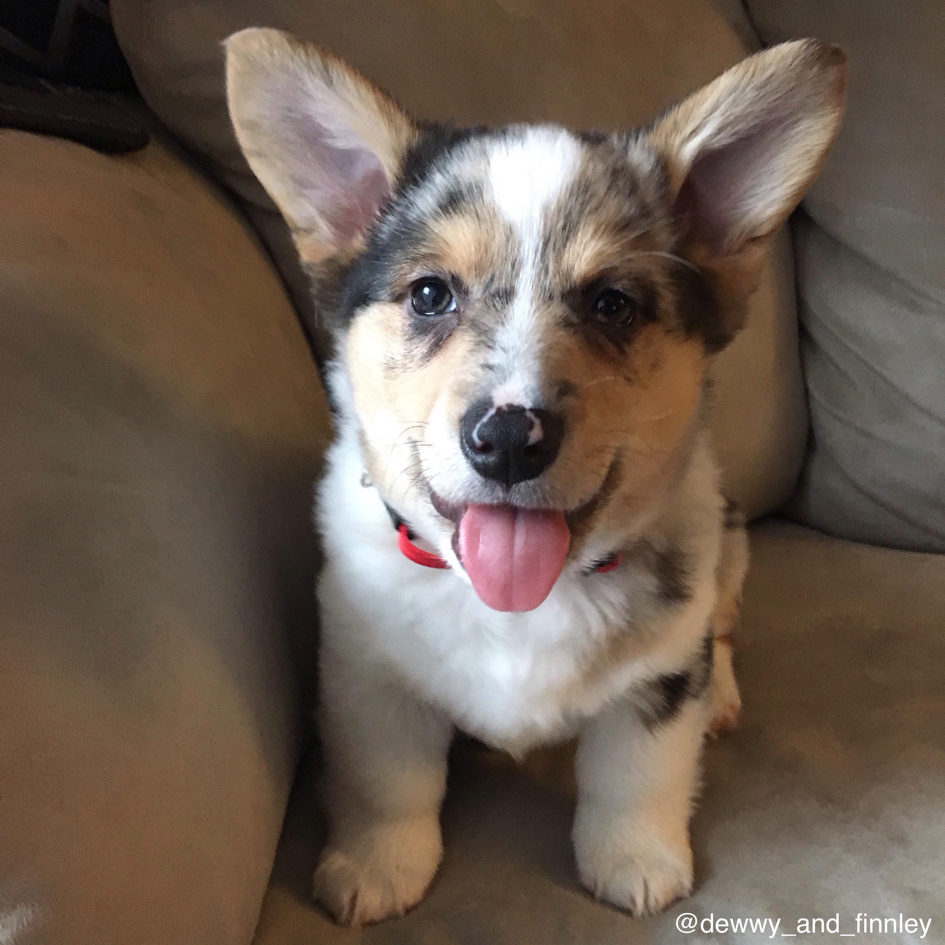 I am now the proud father of a second Everyone, meet my merle