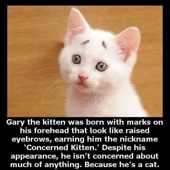 Concerned cat is my spirit animal r/SupermodelCats