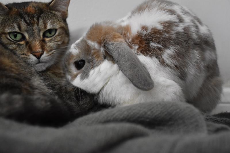 The grooming standoff...sometimes his cat siblings don't get bunny