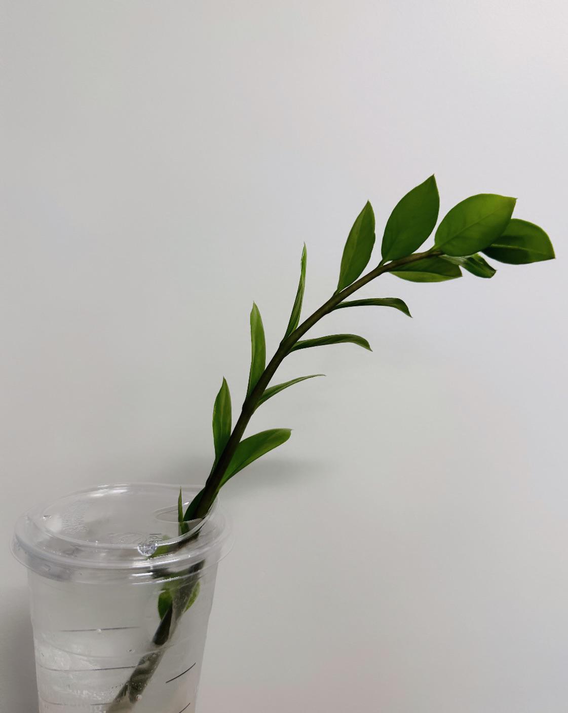 Asked for a venti cup of ice to prop zz plant. The opening for this cup