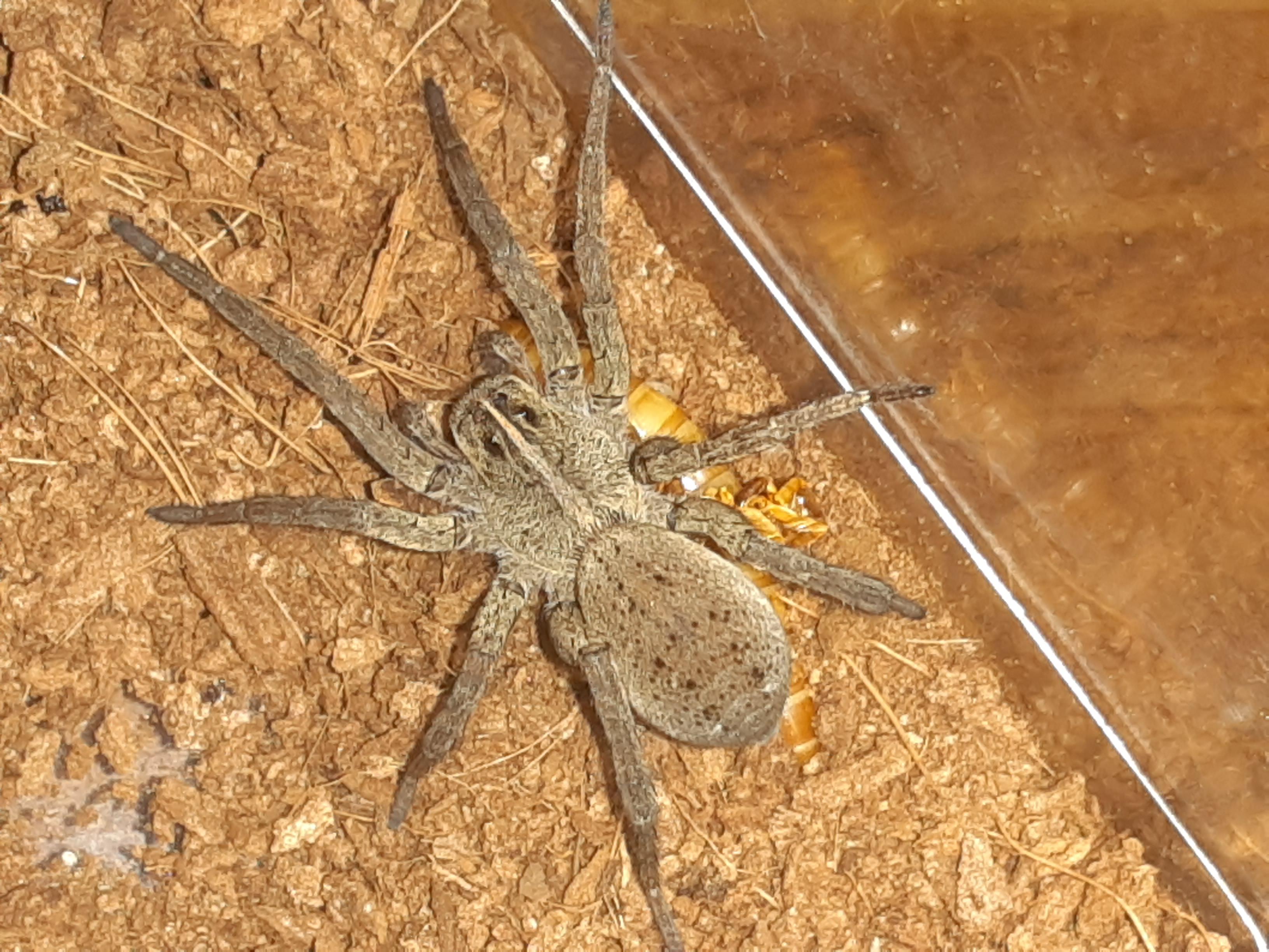 Lycosidae. Been raising some wollf spiders. This is the largest of the