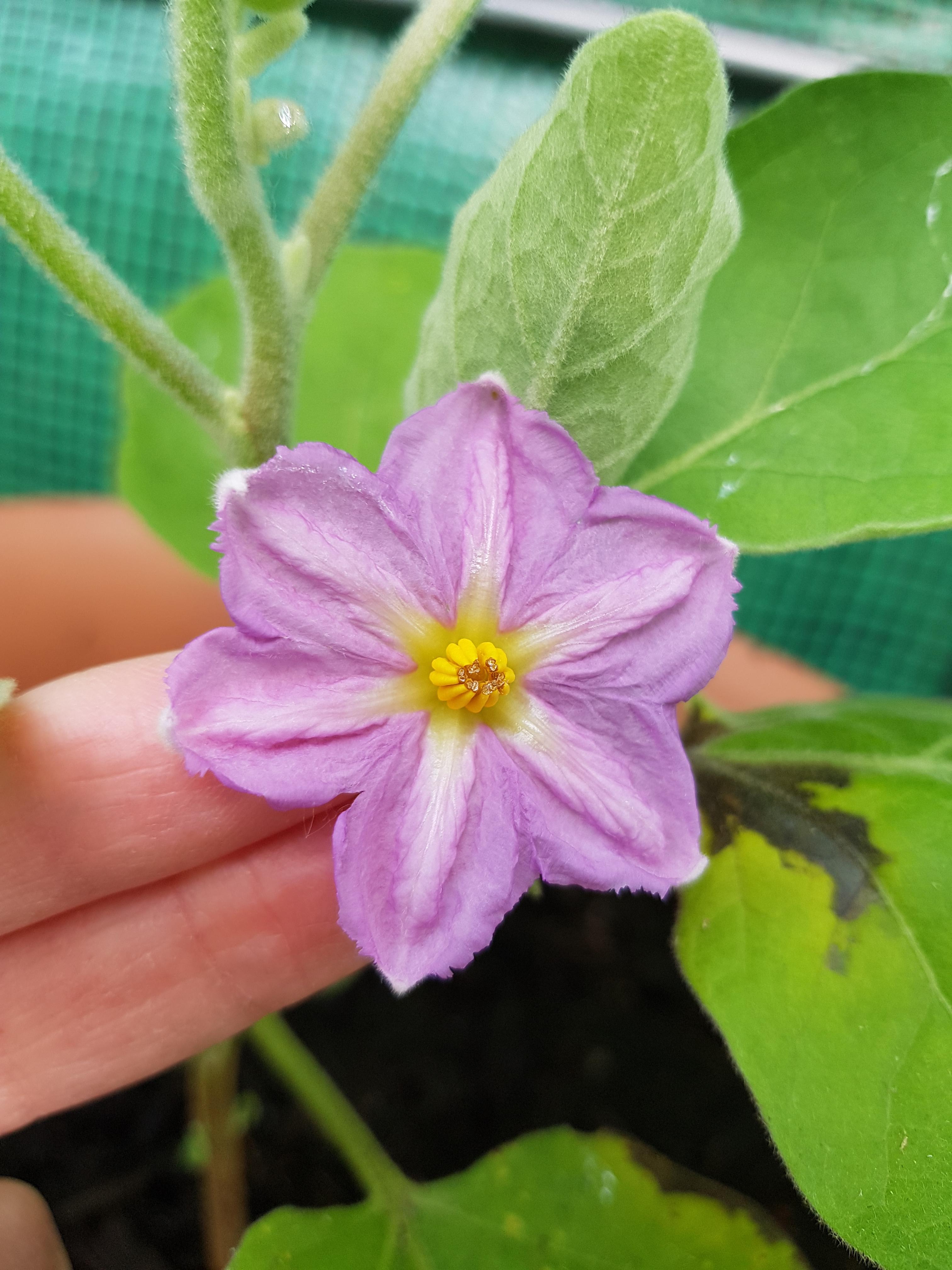 My first ever aubergine flower r/gardening