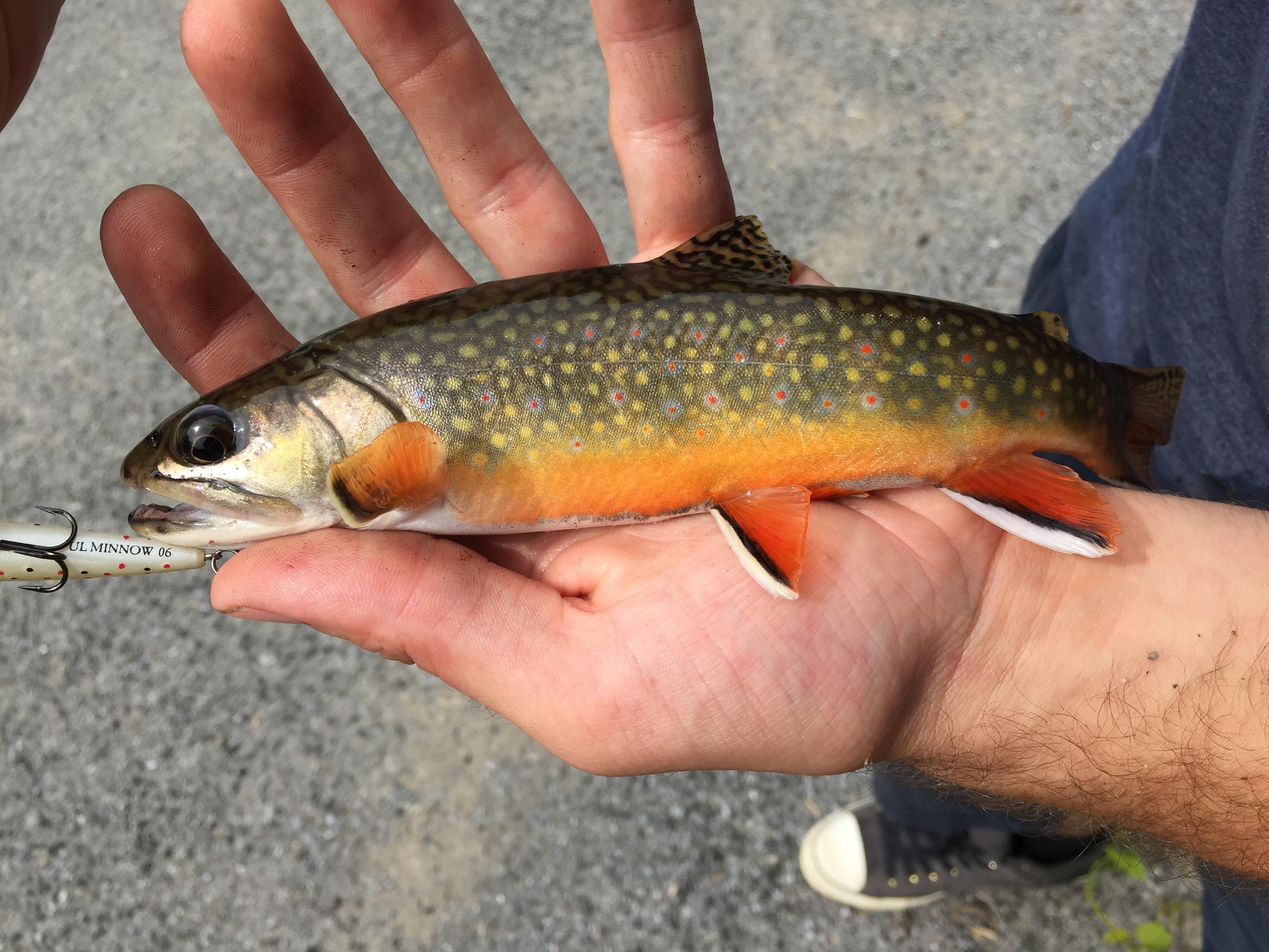 Brookie from the upper Cohocton River, Livingston County, NY r