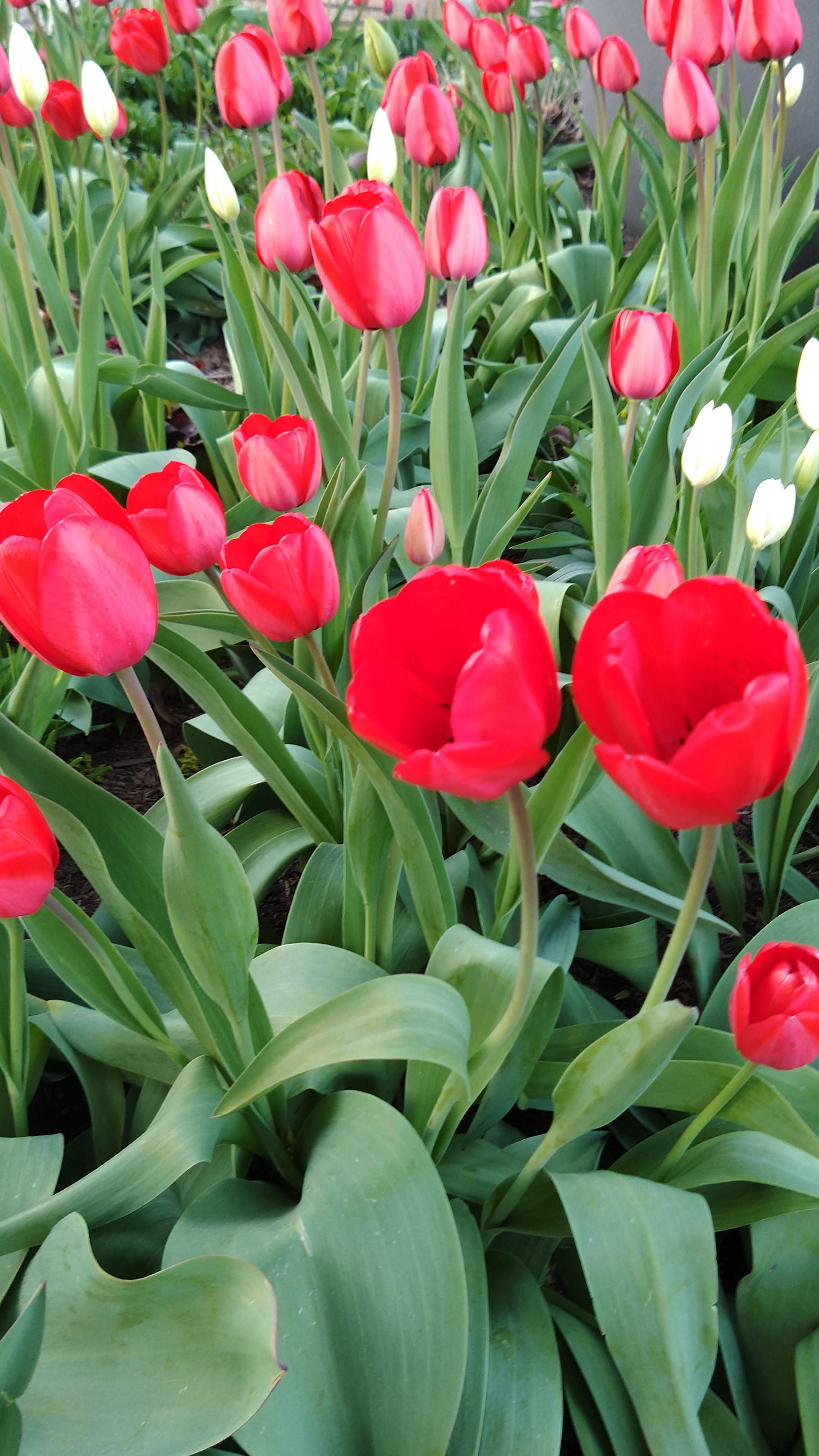 Tulips blooming in Uptown Waterloo. Good luck to everyone starting