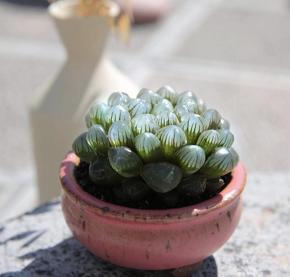 The Haworthia cooperi, a rare succulent with transparent leaves. Native