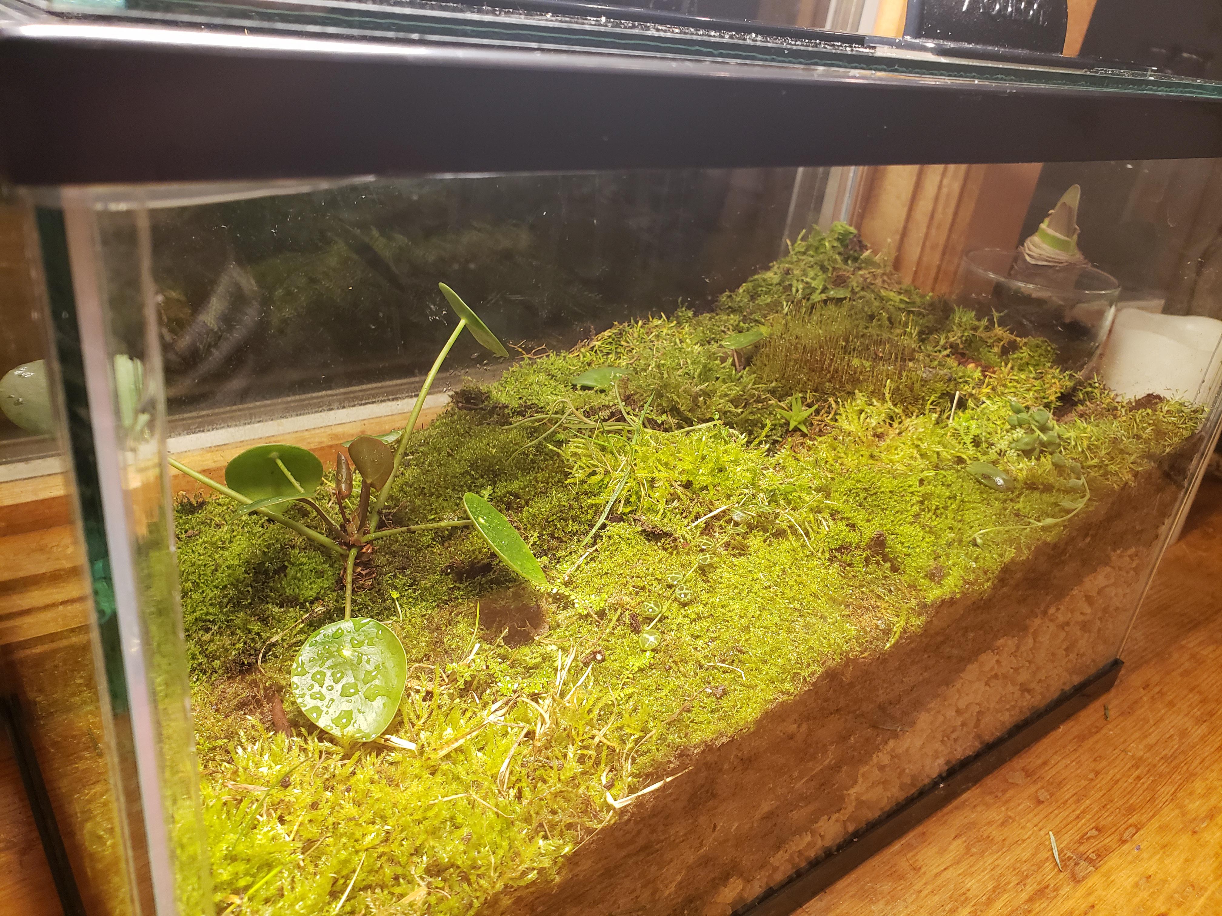 My newly built terrarium in a 5gal aquarium r/PlantedTank