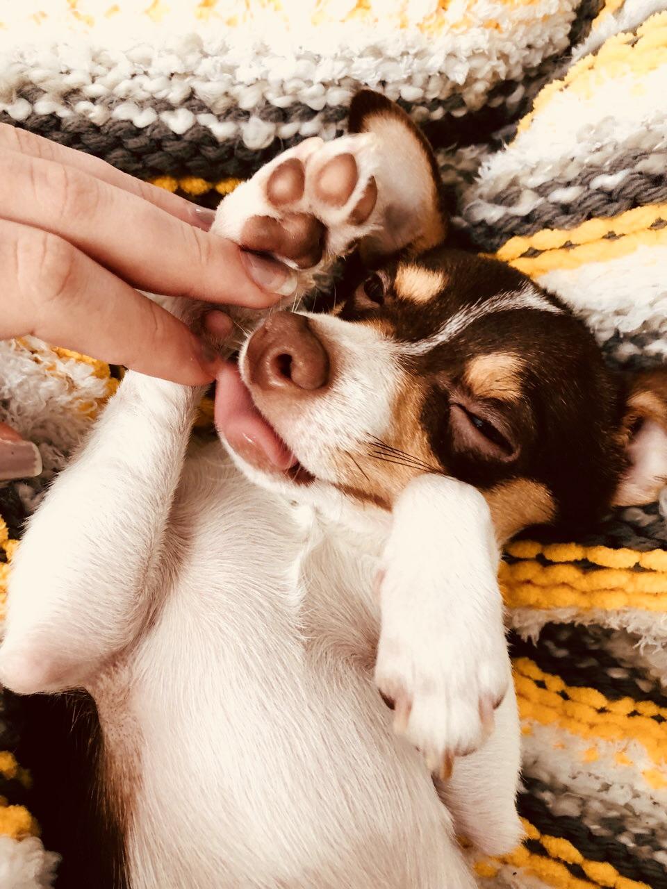 I love him so much!! r/Chihuahua