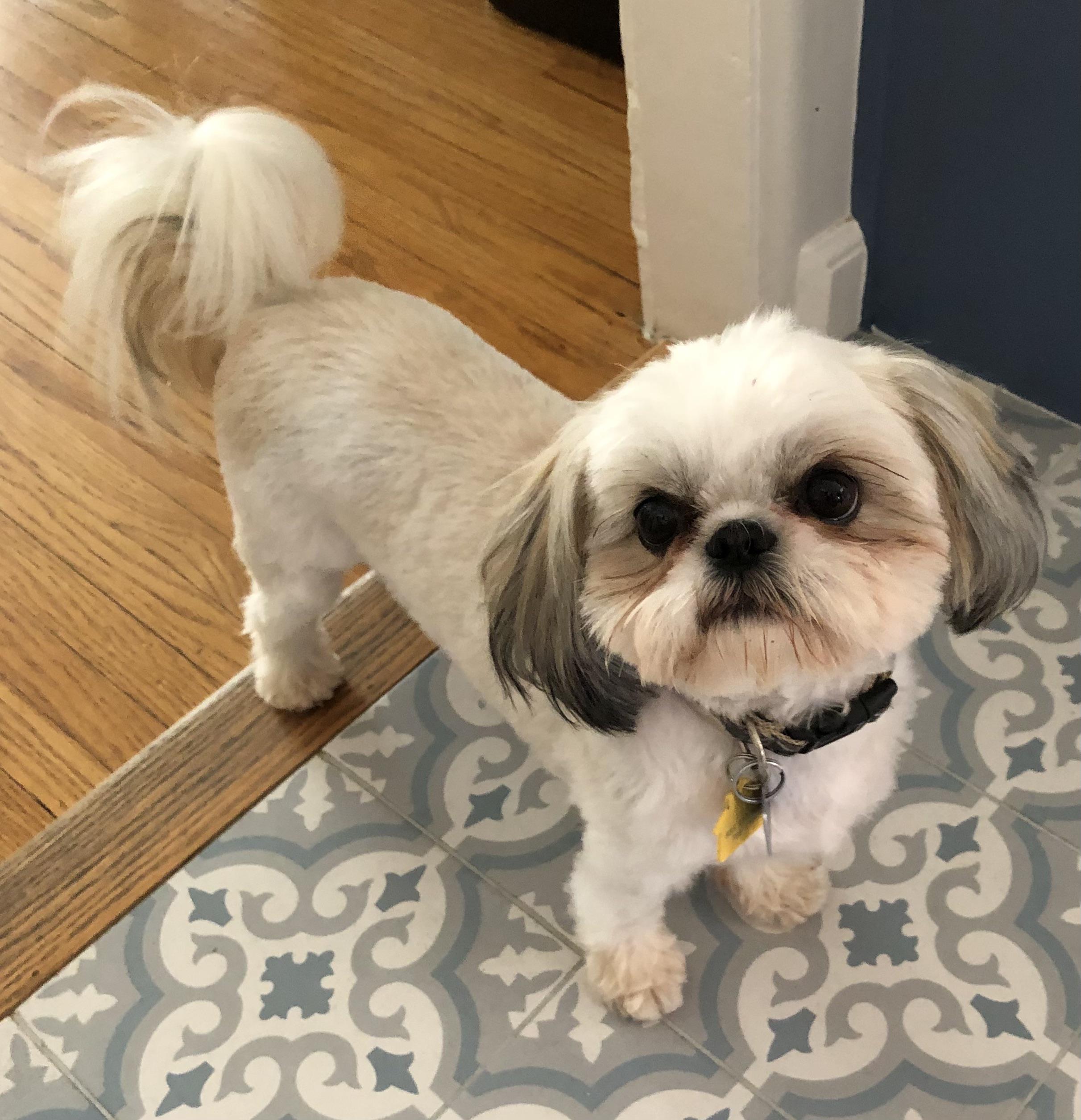 I’ve heard stories of Tzu’s being picky eaters, but listen to this r