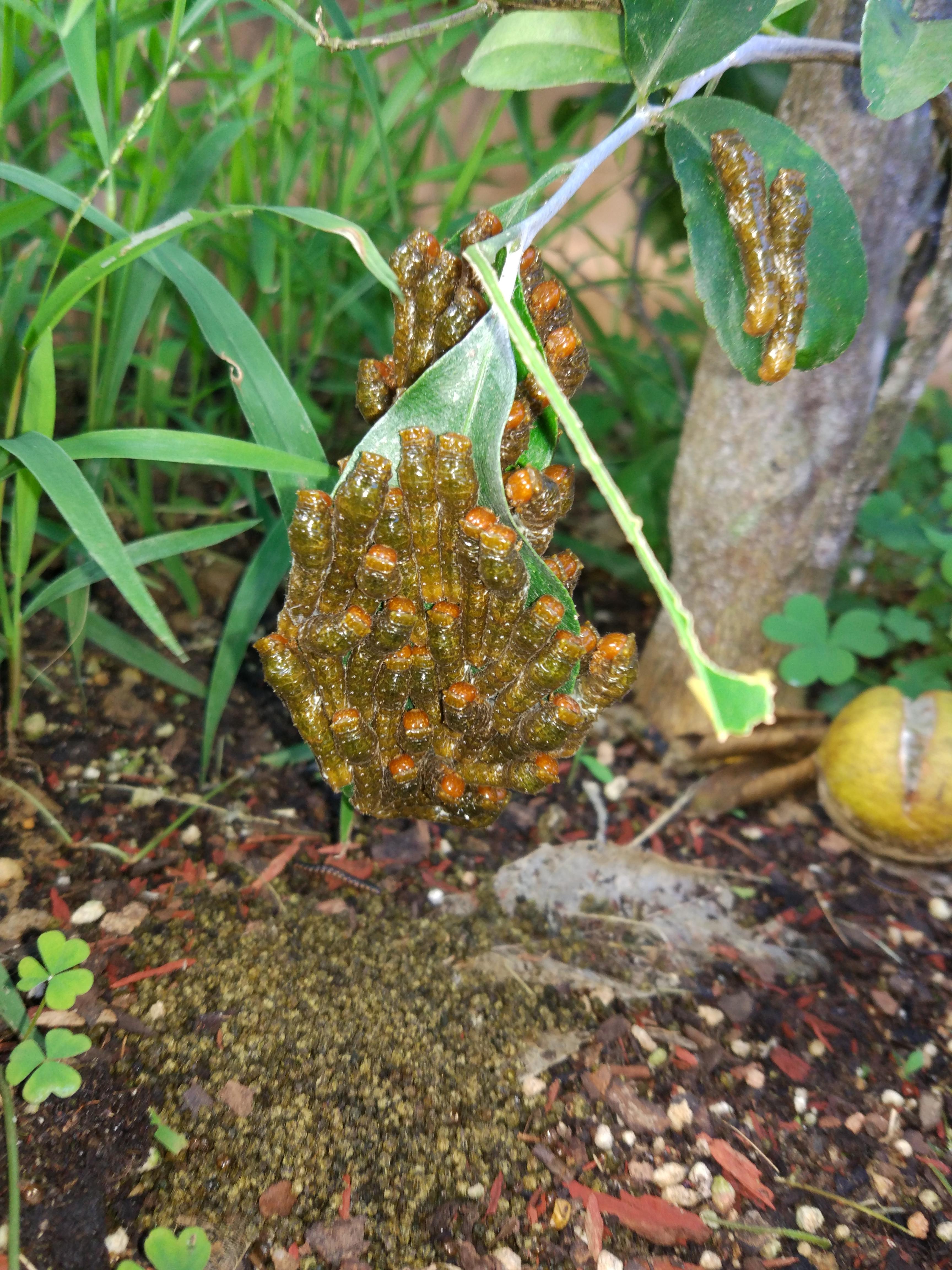 can somebody tell me what this is on my lime tree? r/homestead