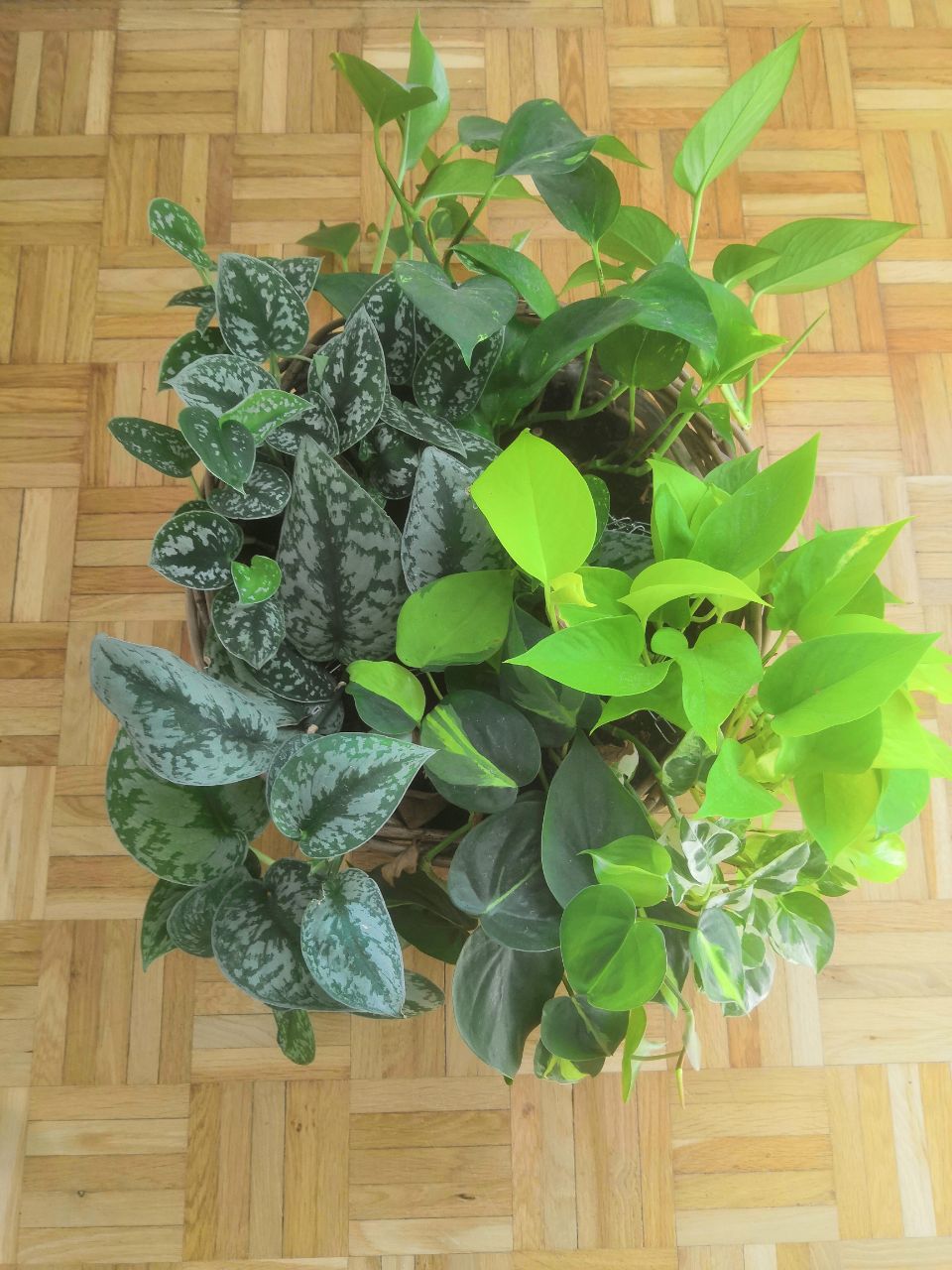 A Pothos arrangement, I set up some months ago. Pretty happy about how