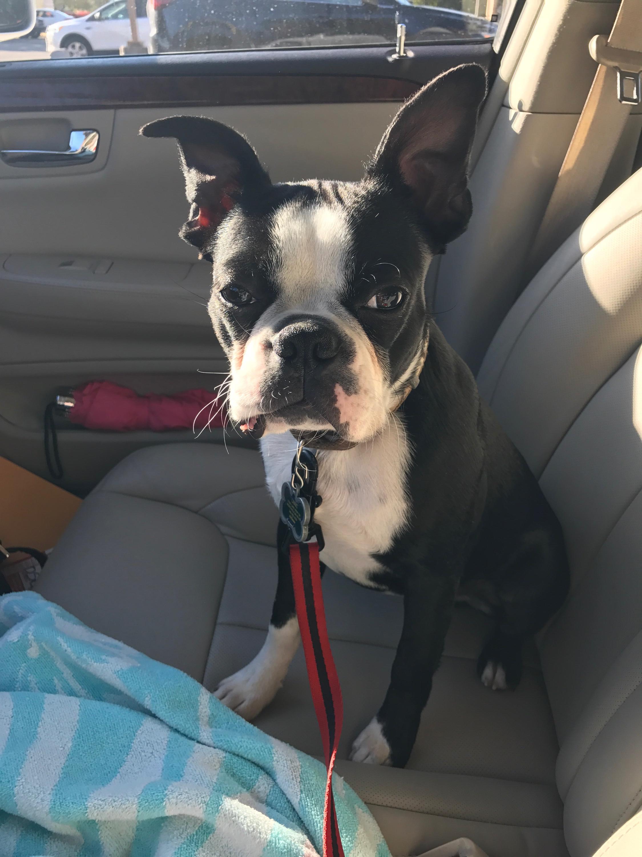 Crossing my fingers that Frank's ears stay a little floppy forever