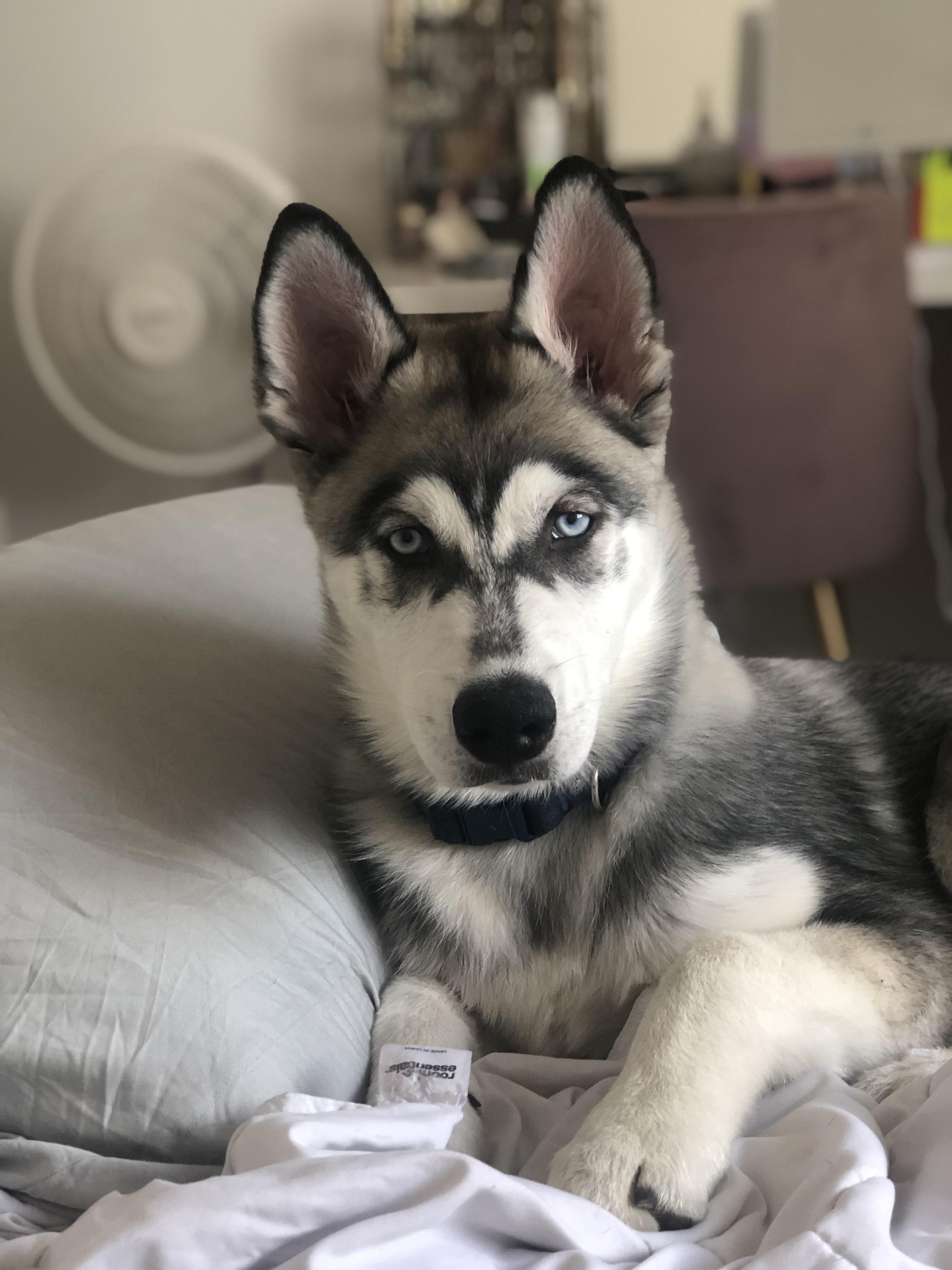my handsome four month old r/husky