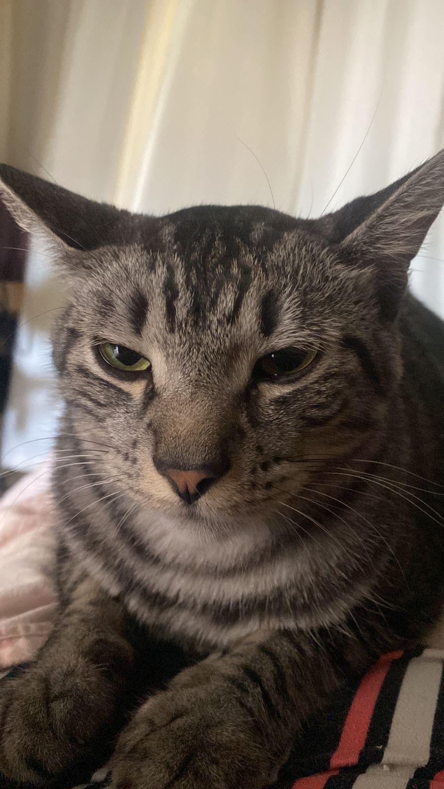 My cat is very happy today 😂 r/cat