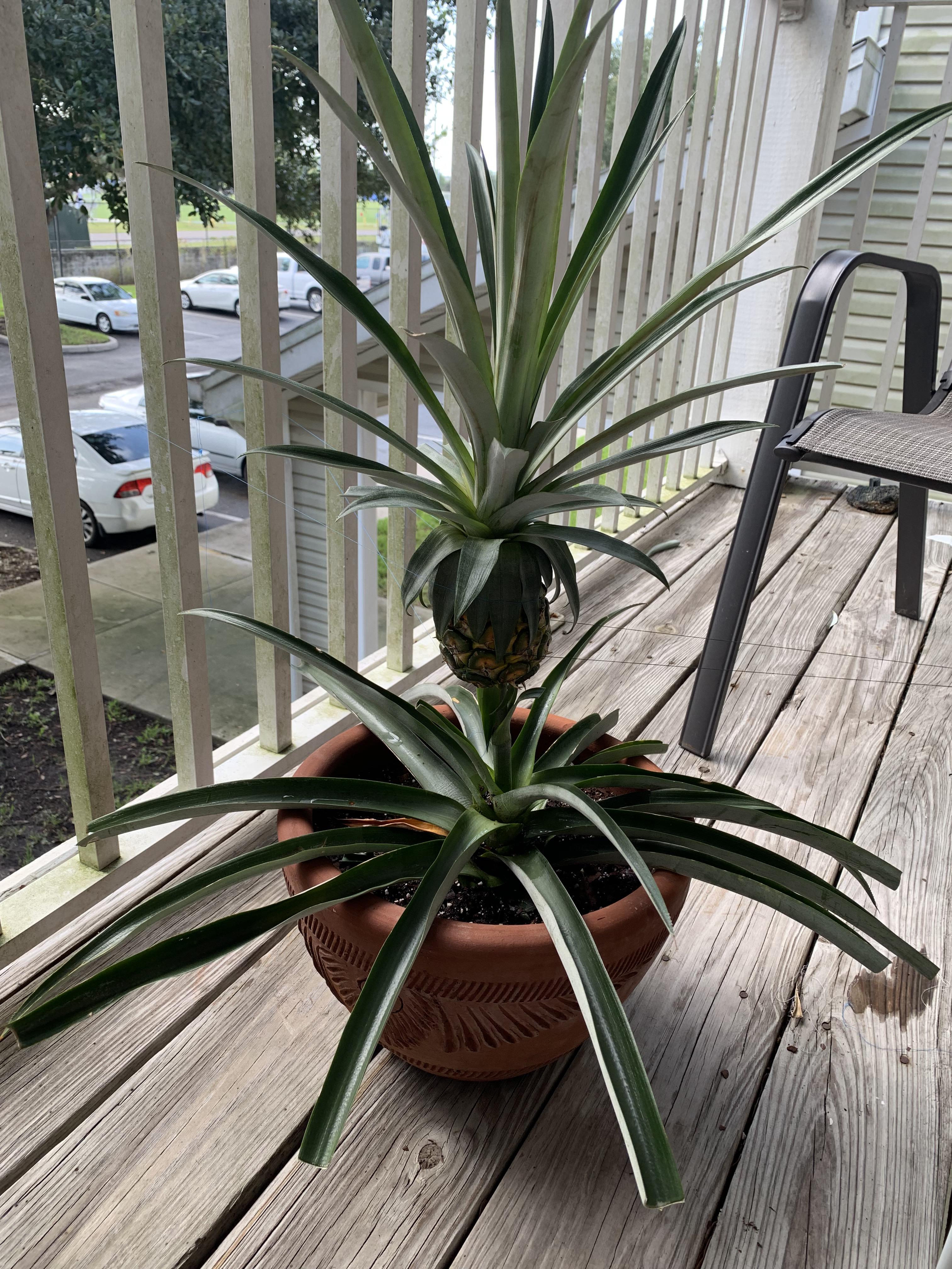 A little worried about my pineapple plant. His leaves seem to be