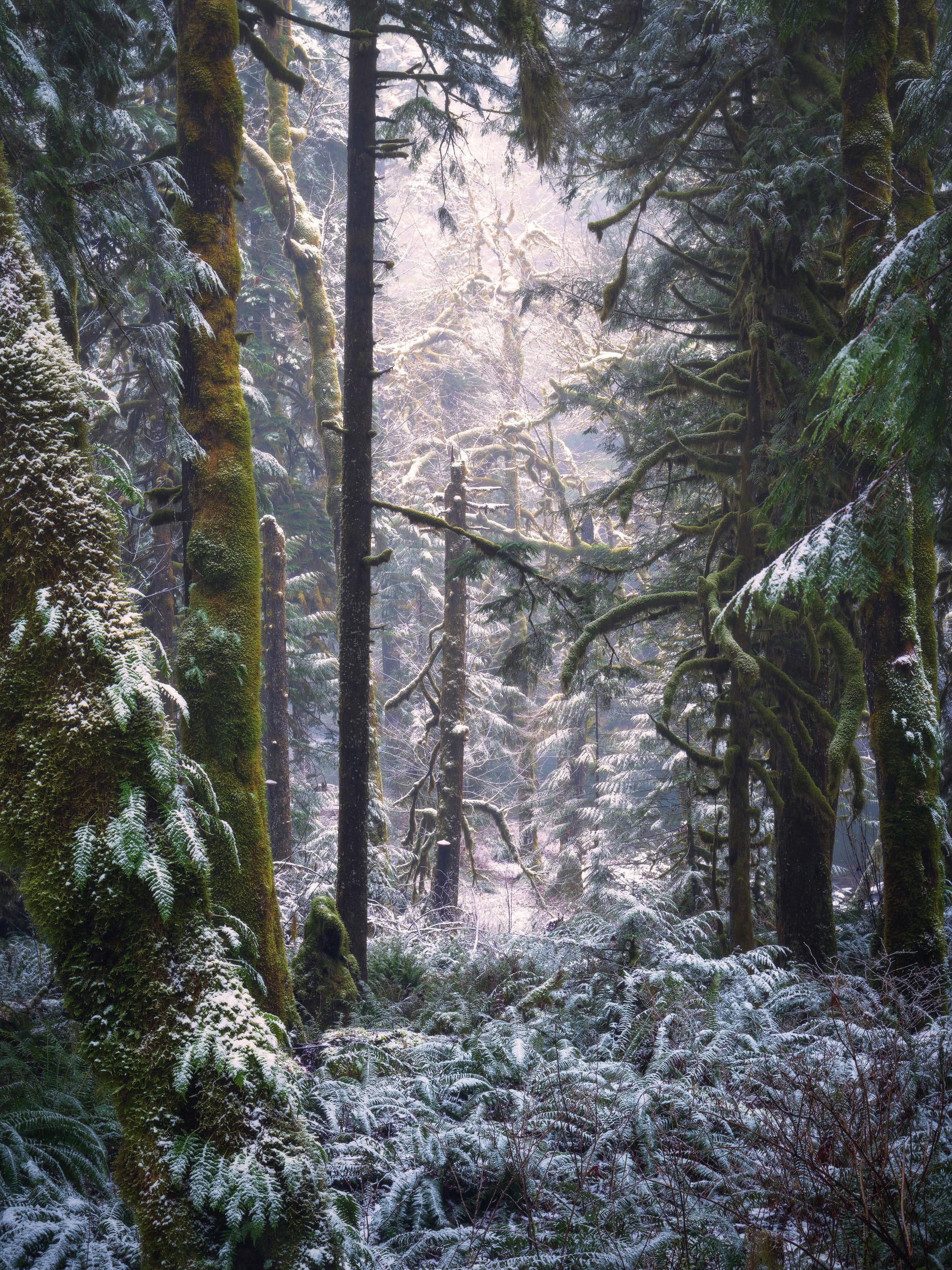 Salmon River Trail, Oregon. [1875 x 2500] Nature/Landscape Pictures