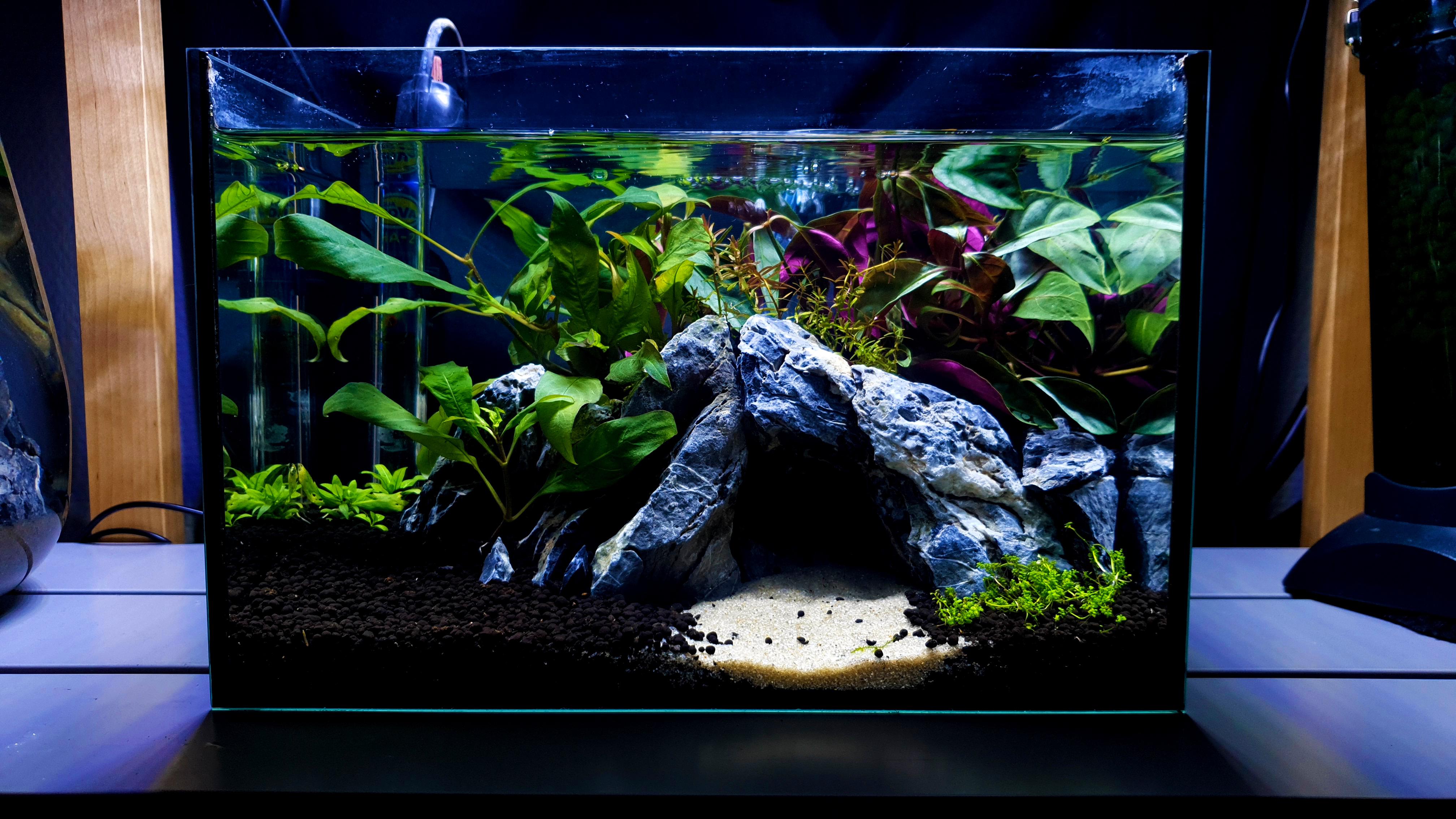 10000 best Shrimp Tank images on Pholder Shrimptank, Planted Tank and