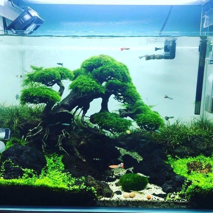 Thoughts on bonsai driftwood? r/Aquariums