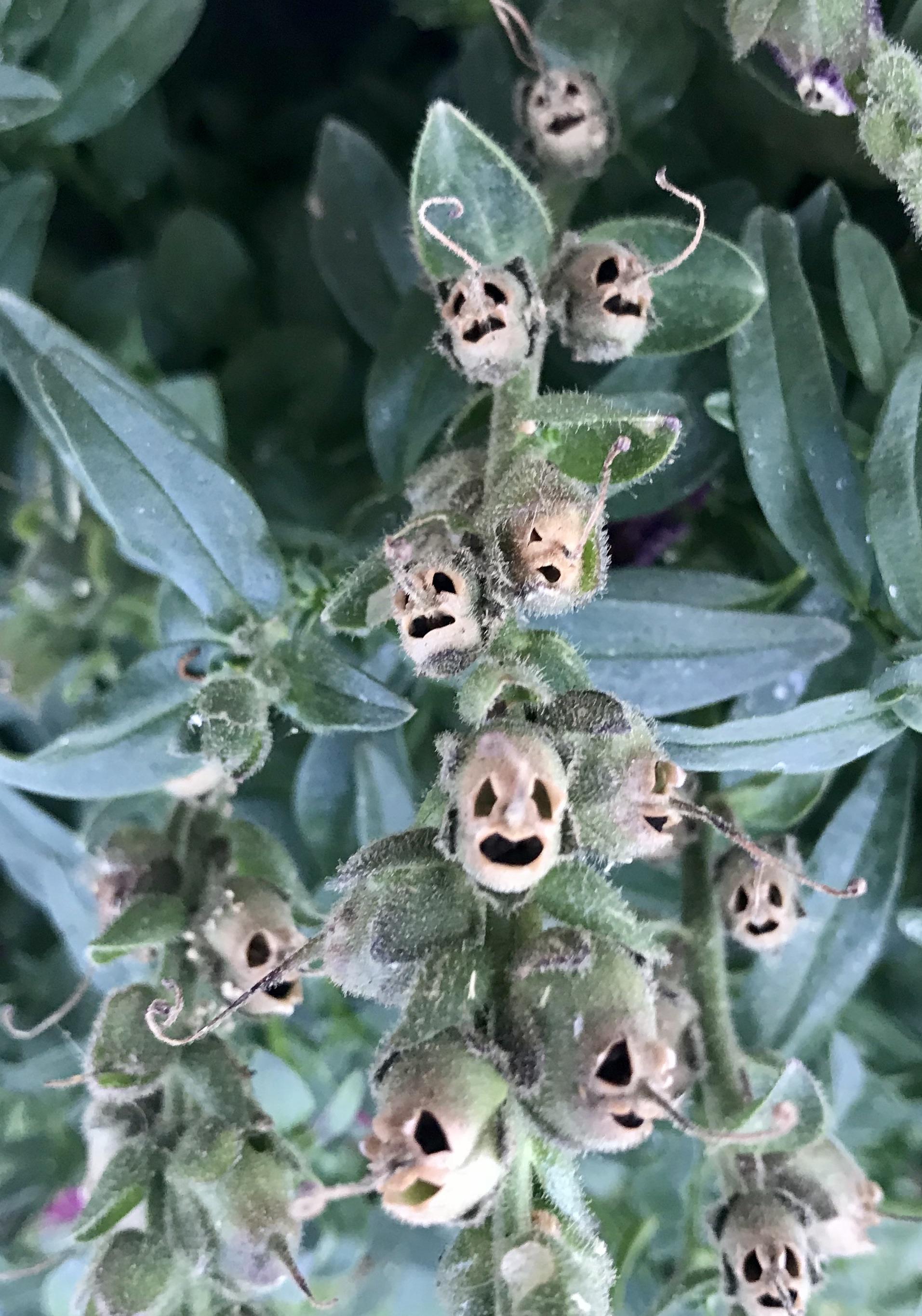Snap Dragon seed pods are pure evil [OC]. creepy