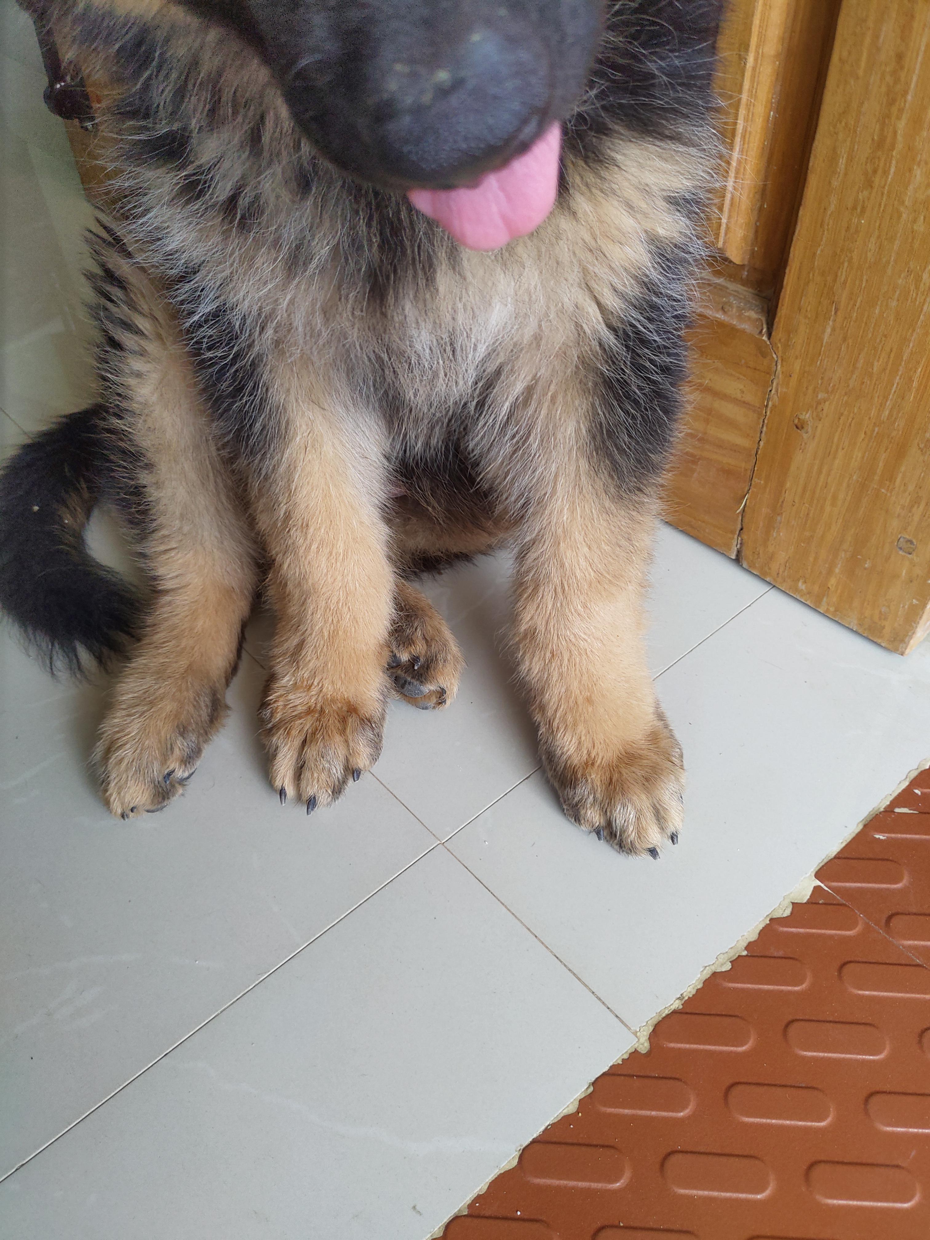 How are my dogs feet? They look slightly crooked! And is there a chance