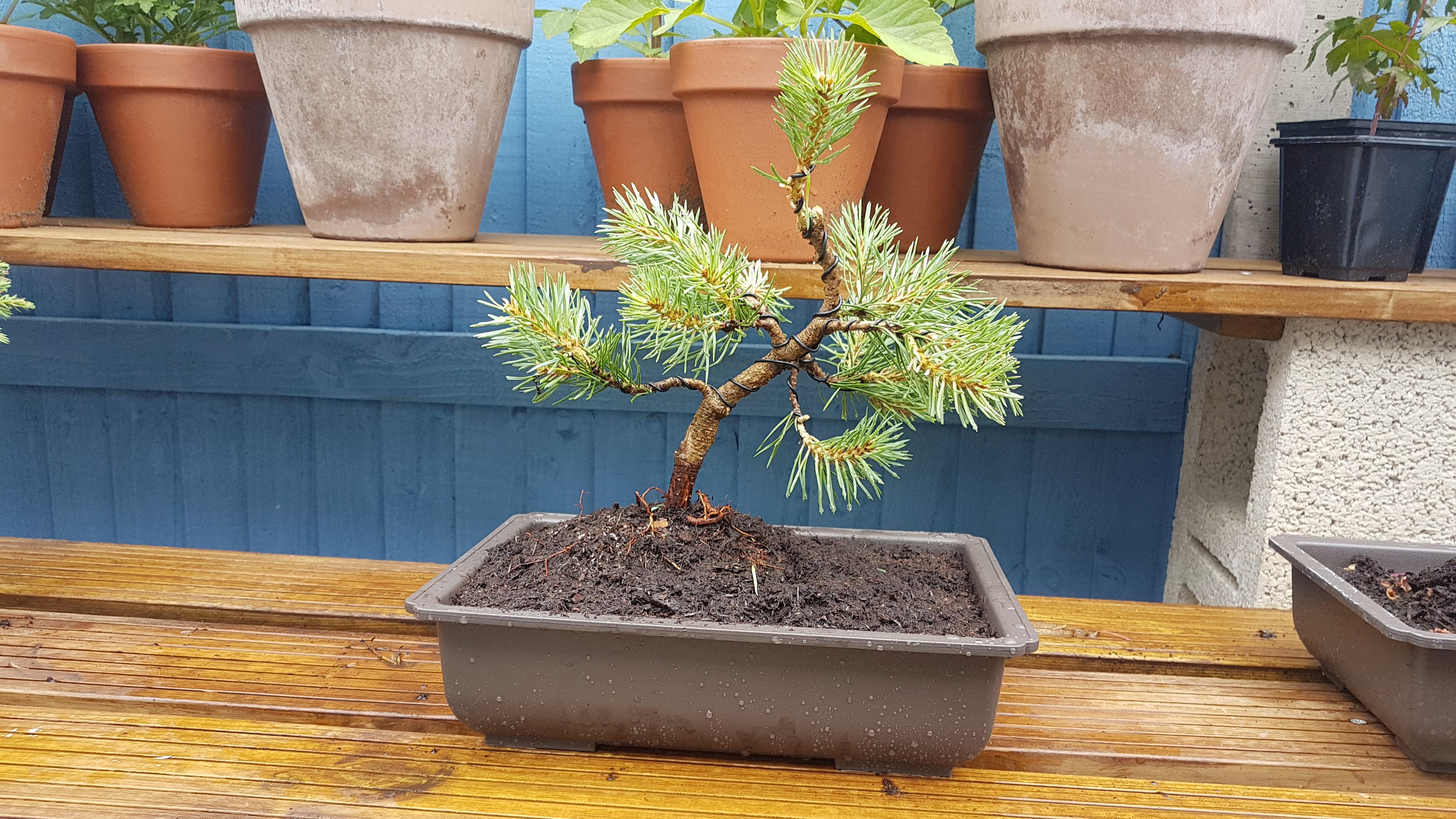 Had a go at a scots pine I picked up at a local garden centre. Realised