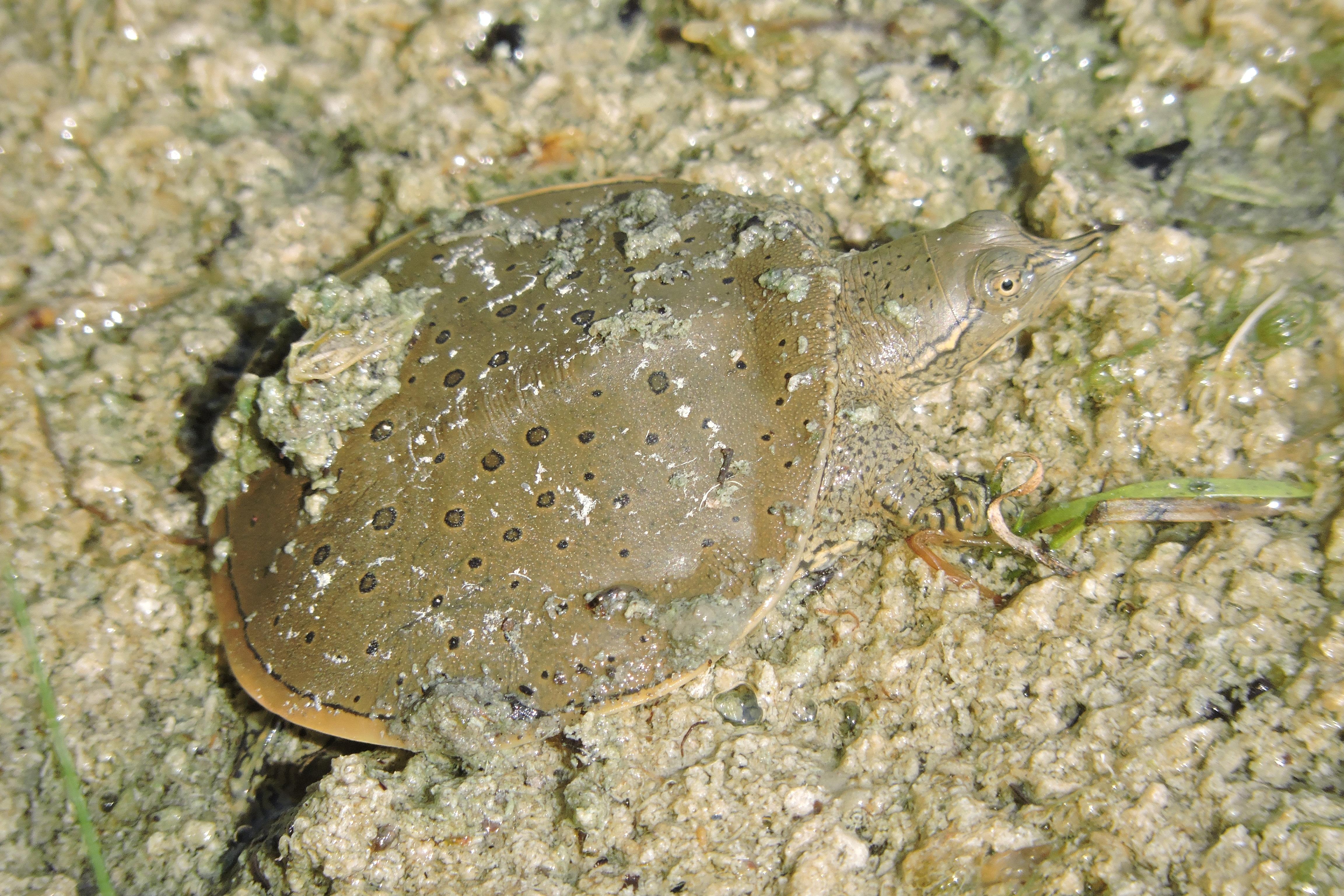 Baby Eastern Spiny Softshell turtle, London, Ontario r
