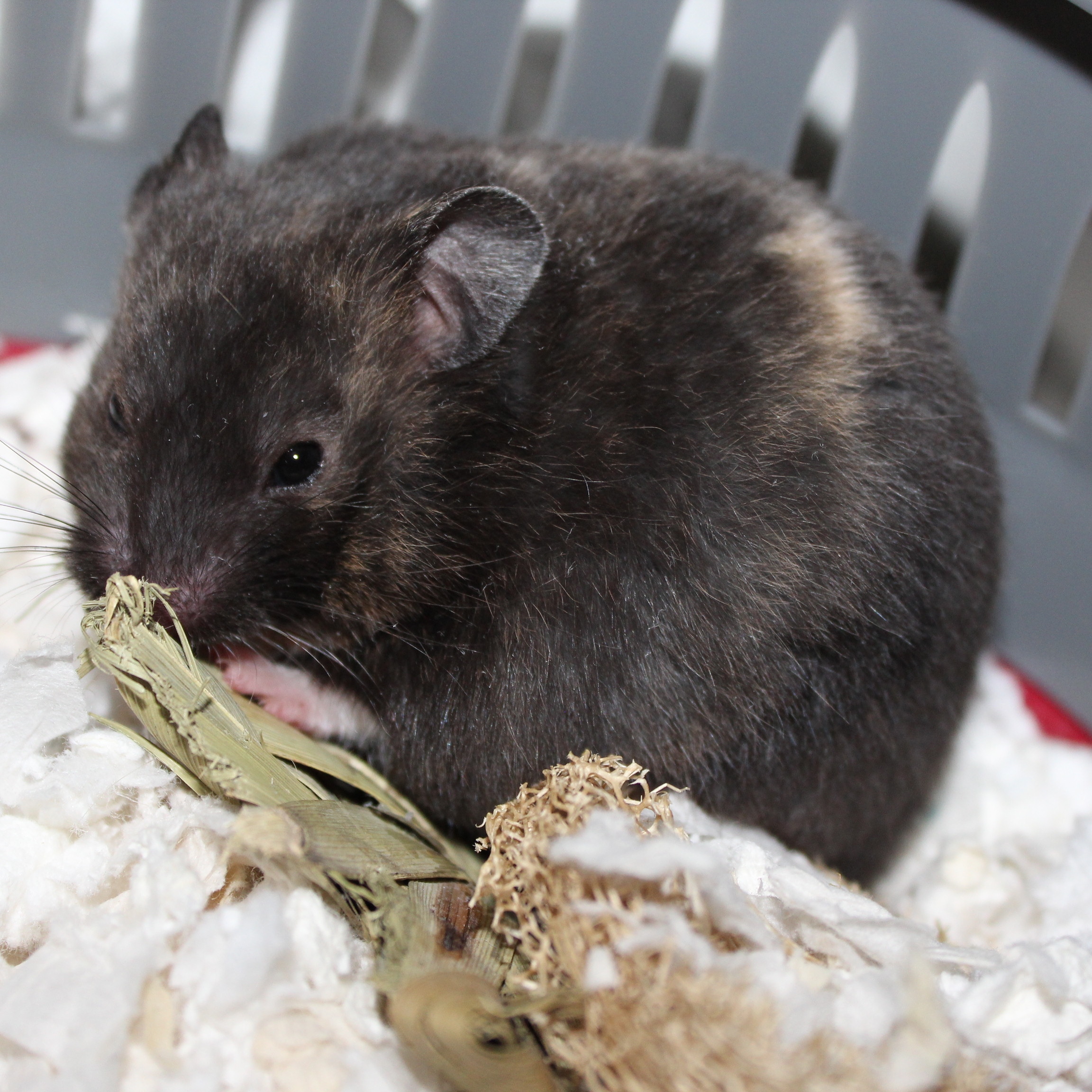home, little Marigold! 💕 r/hamsters