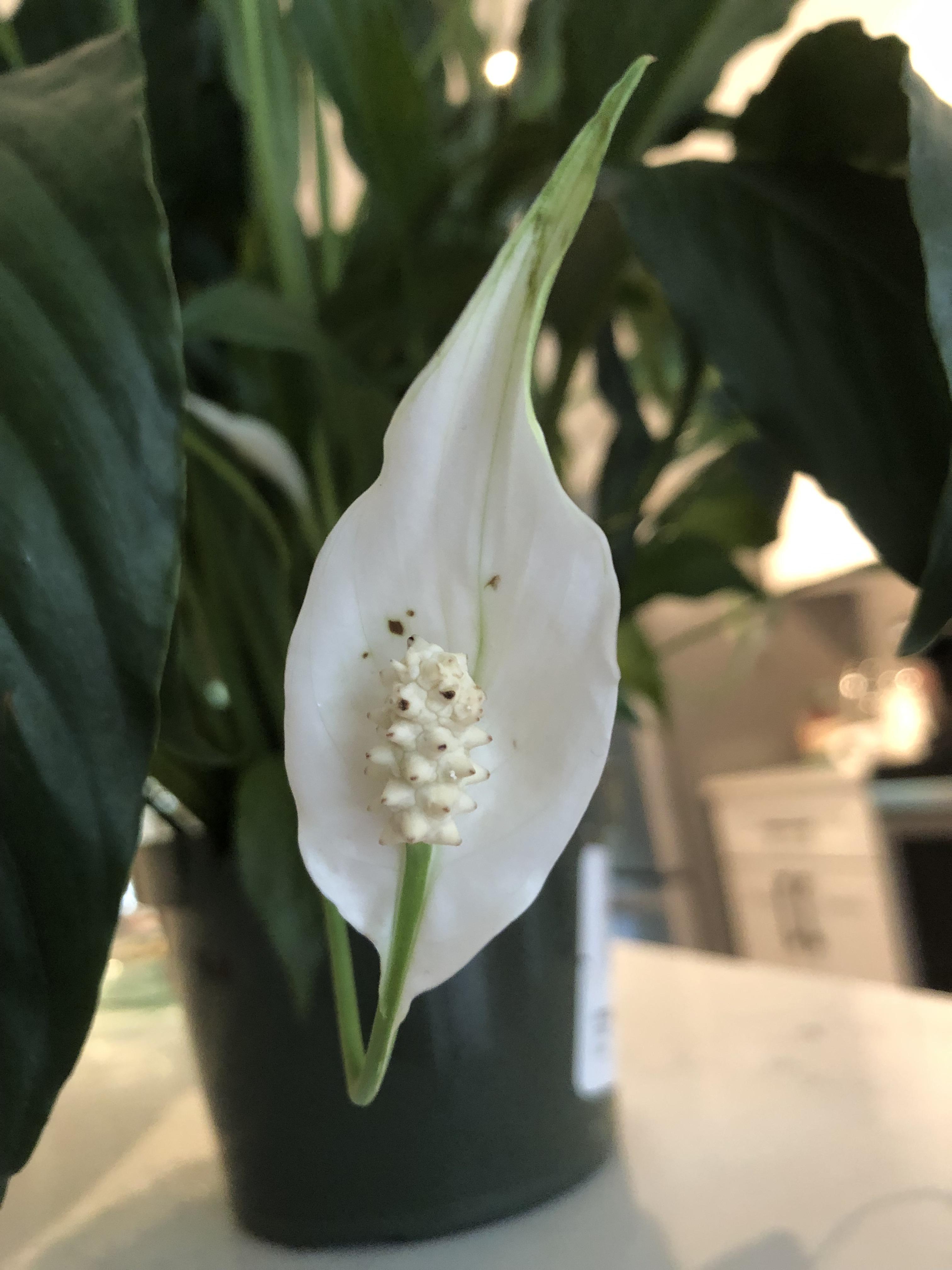 Any idea what's wrong with my Peace Lilly? Black spots on flowers, but