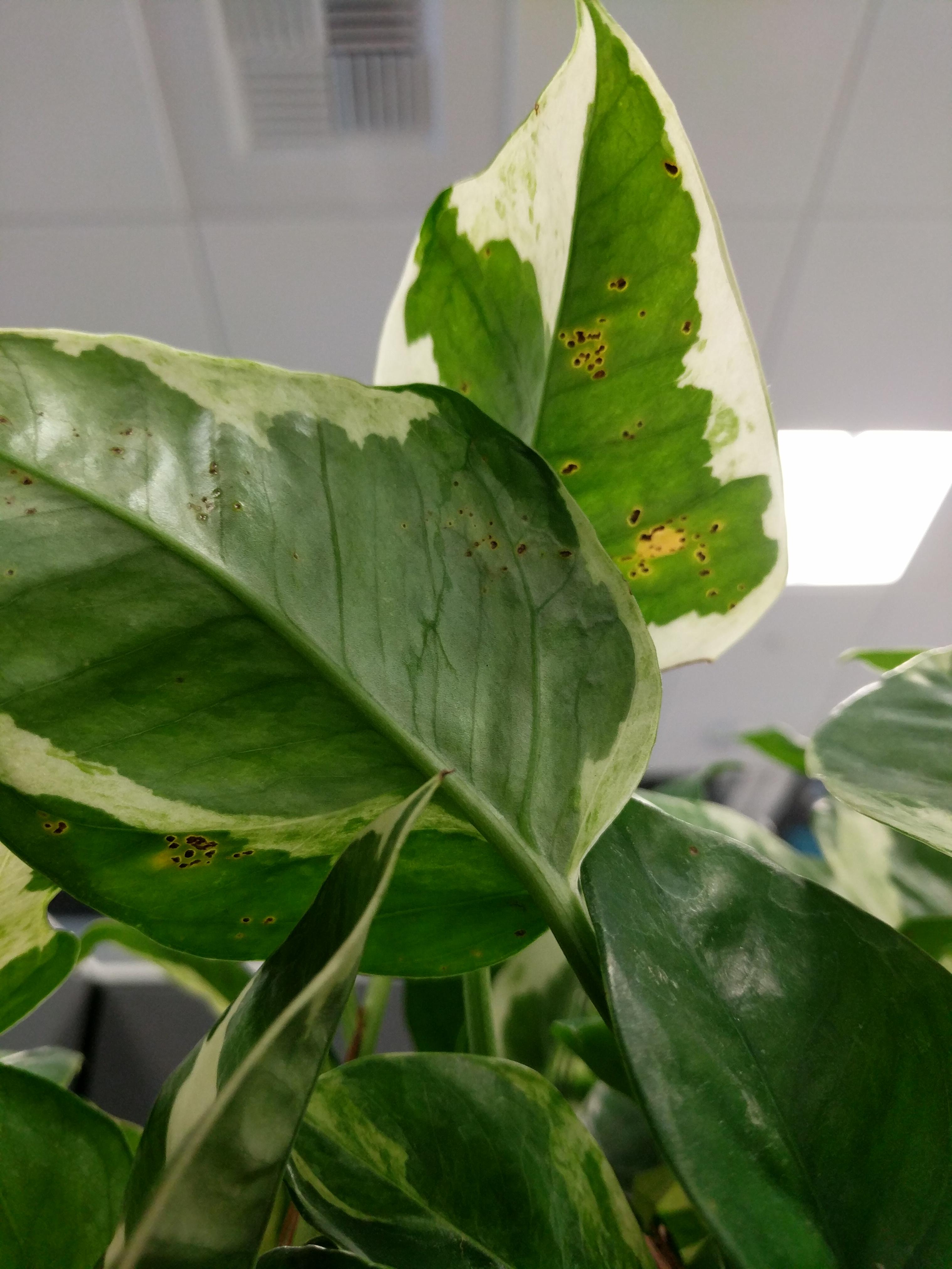 Famous Bacterial Leaf Spot Pothos Ideas