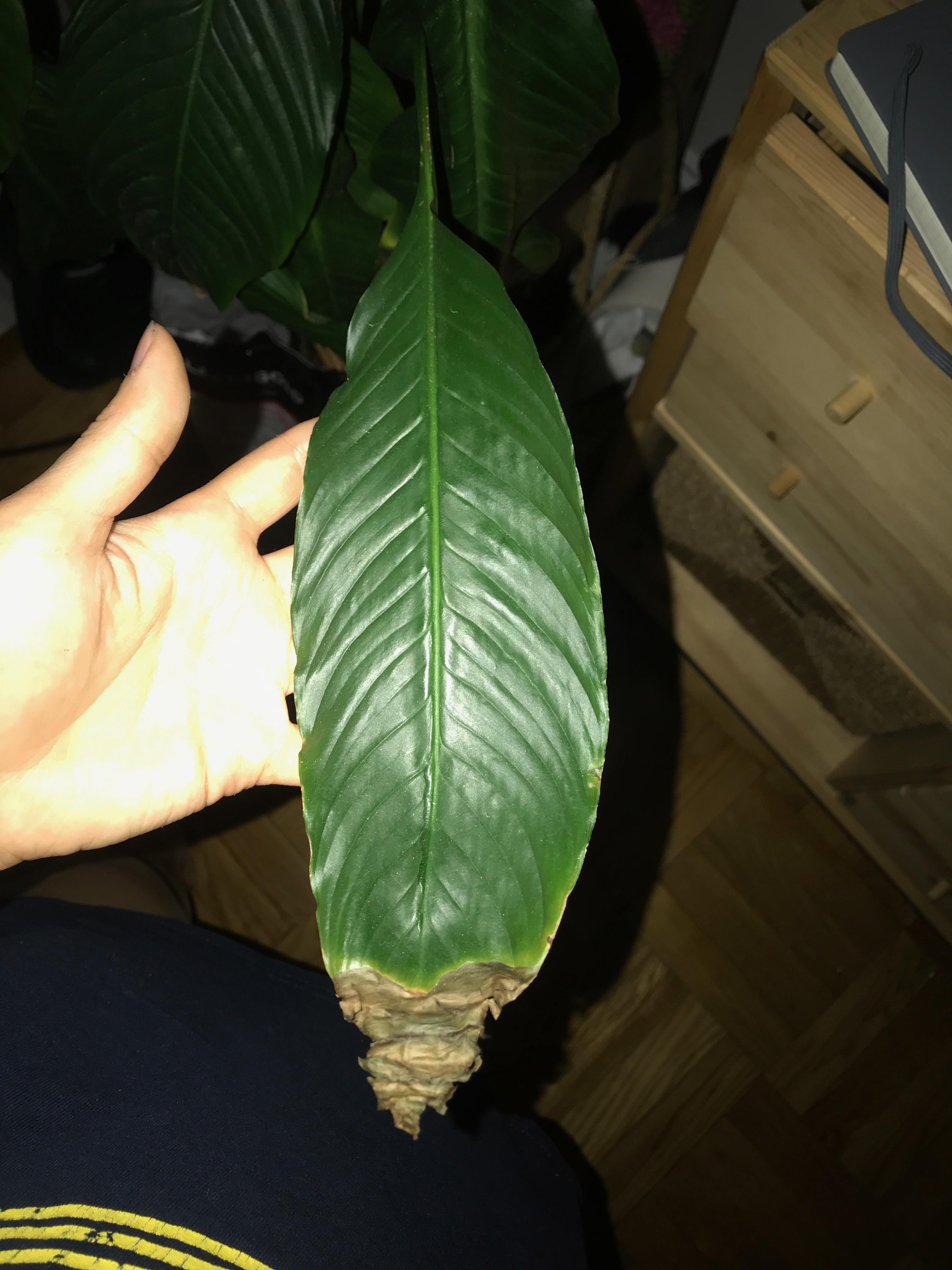 Peace Lily hooked leaves/necrosis plantclinic