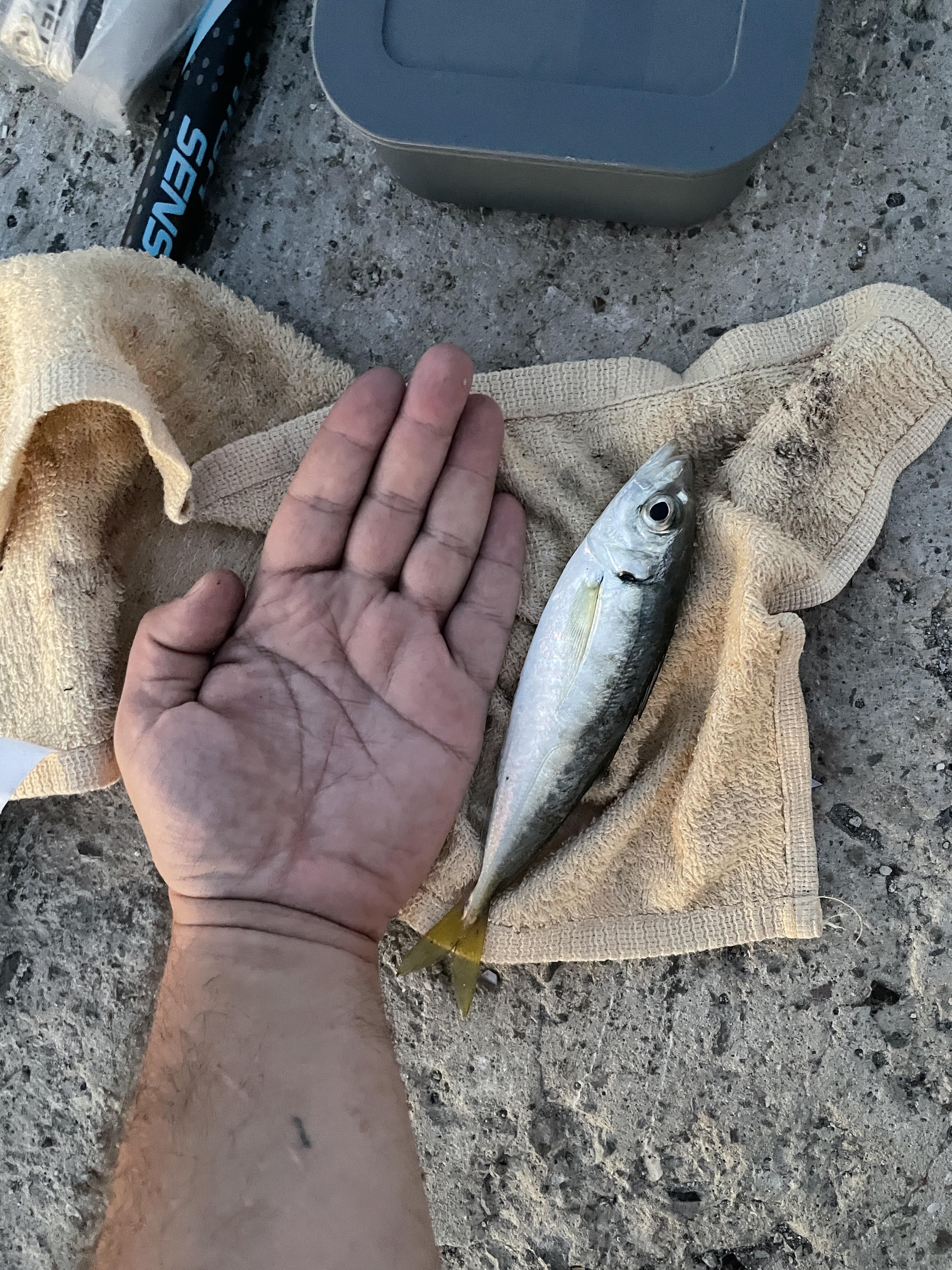 Atlantic Horse Mackerel