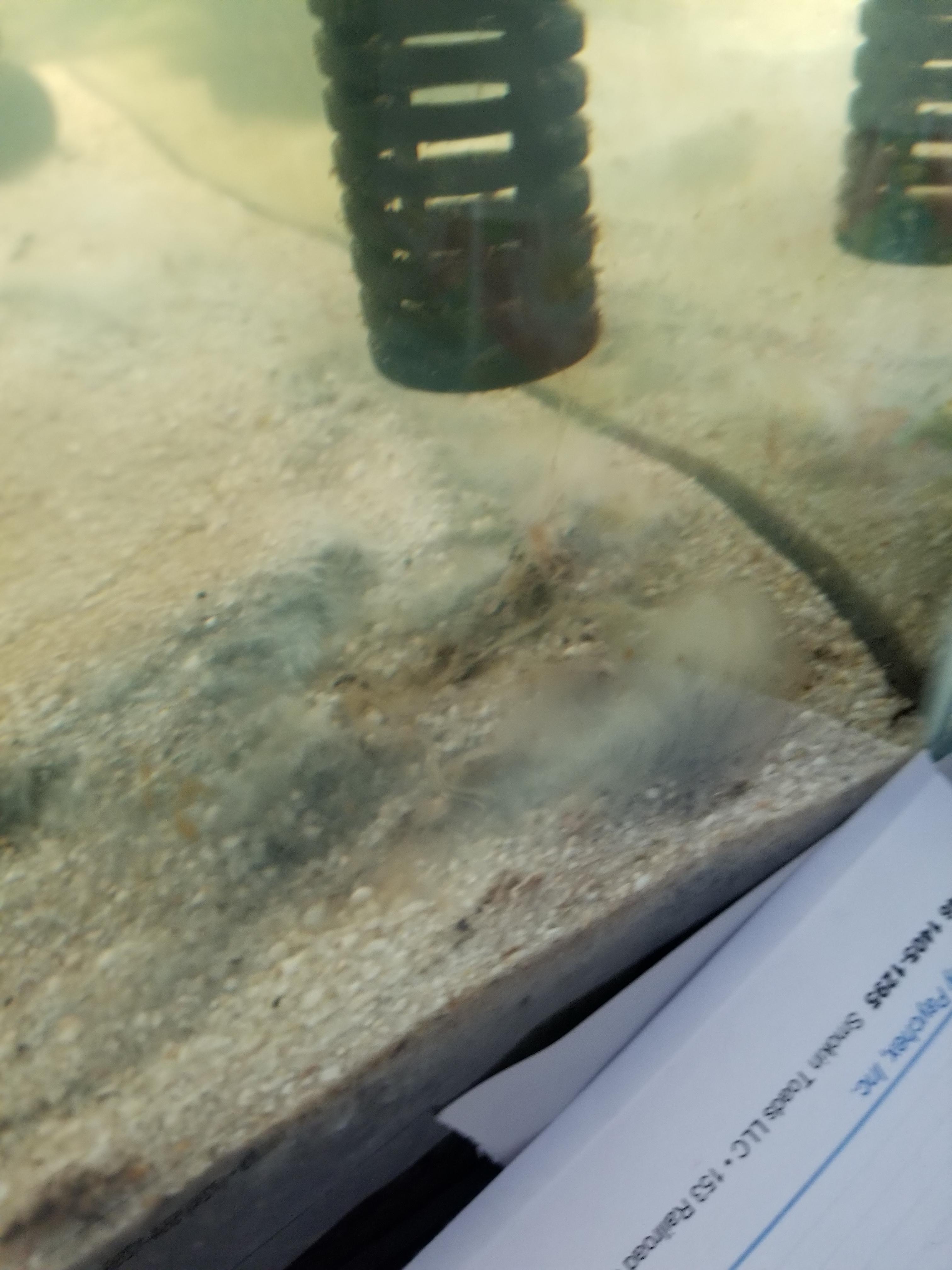 What is this algae in my pool filter sand? r/PlantedTank