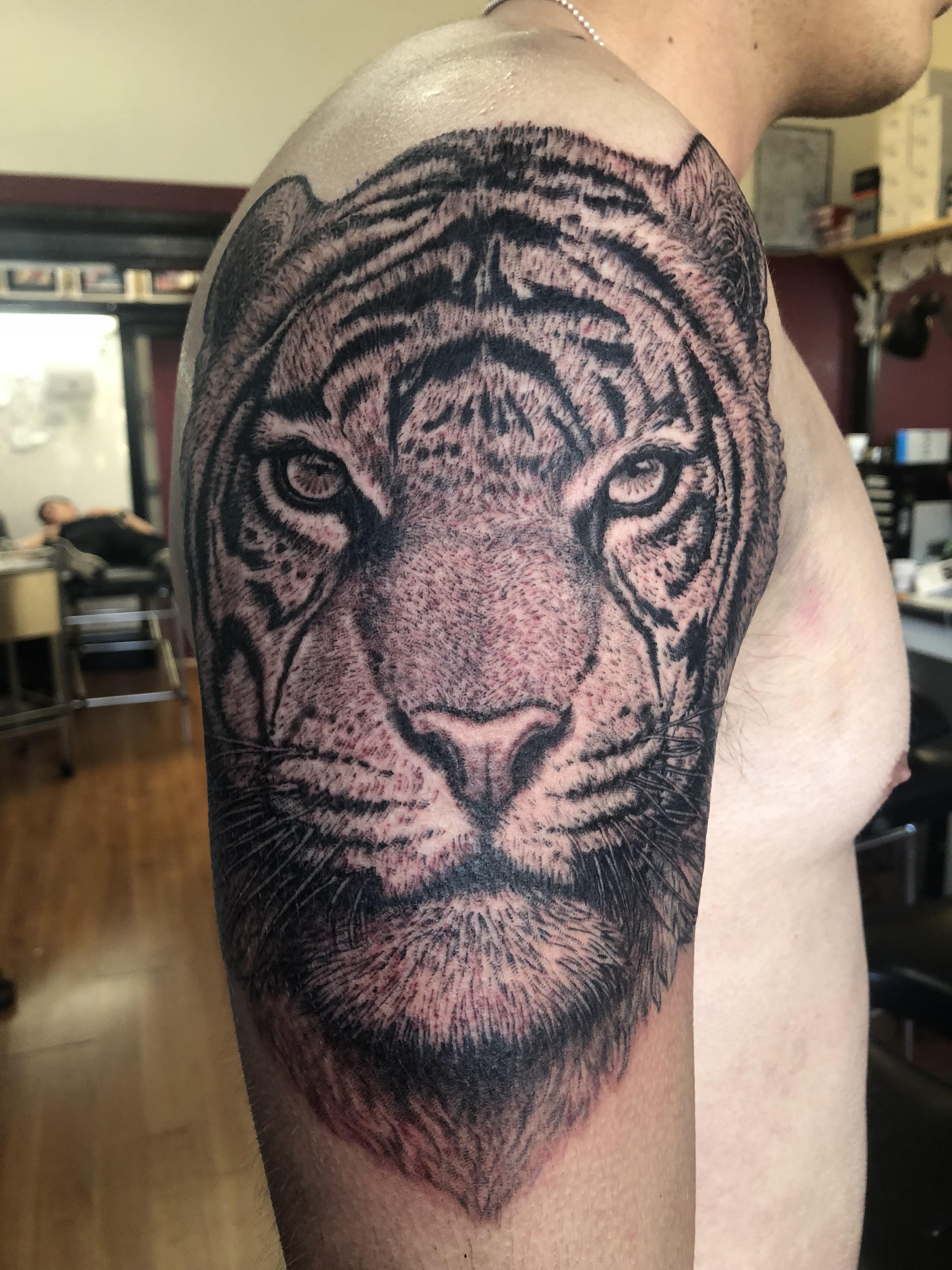Tiger done by Kahn at Jetty Road Tattoo in Glenelg Adelaide, South