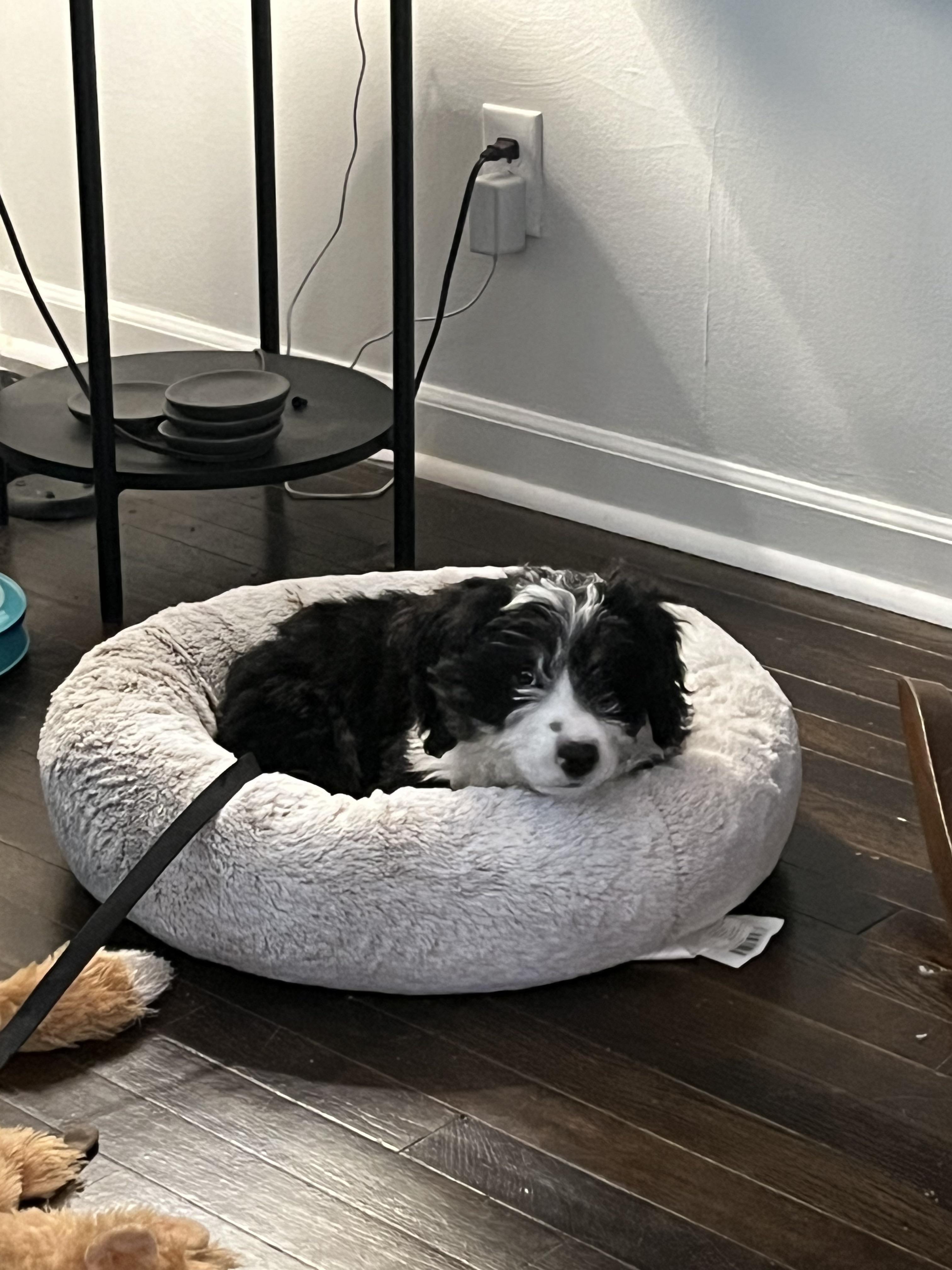 My poor bud is swollen and lethargic from his second set of shots. I