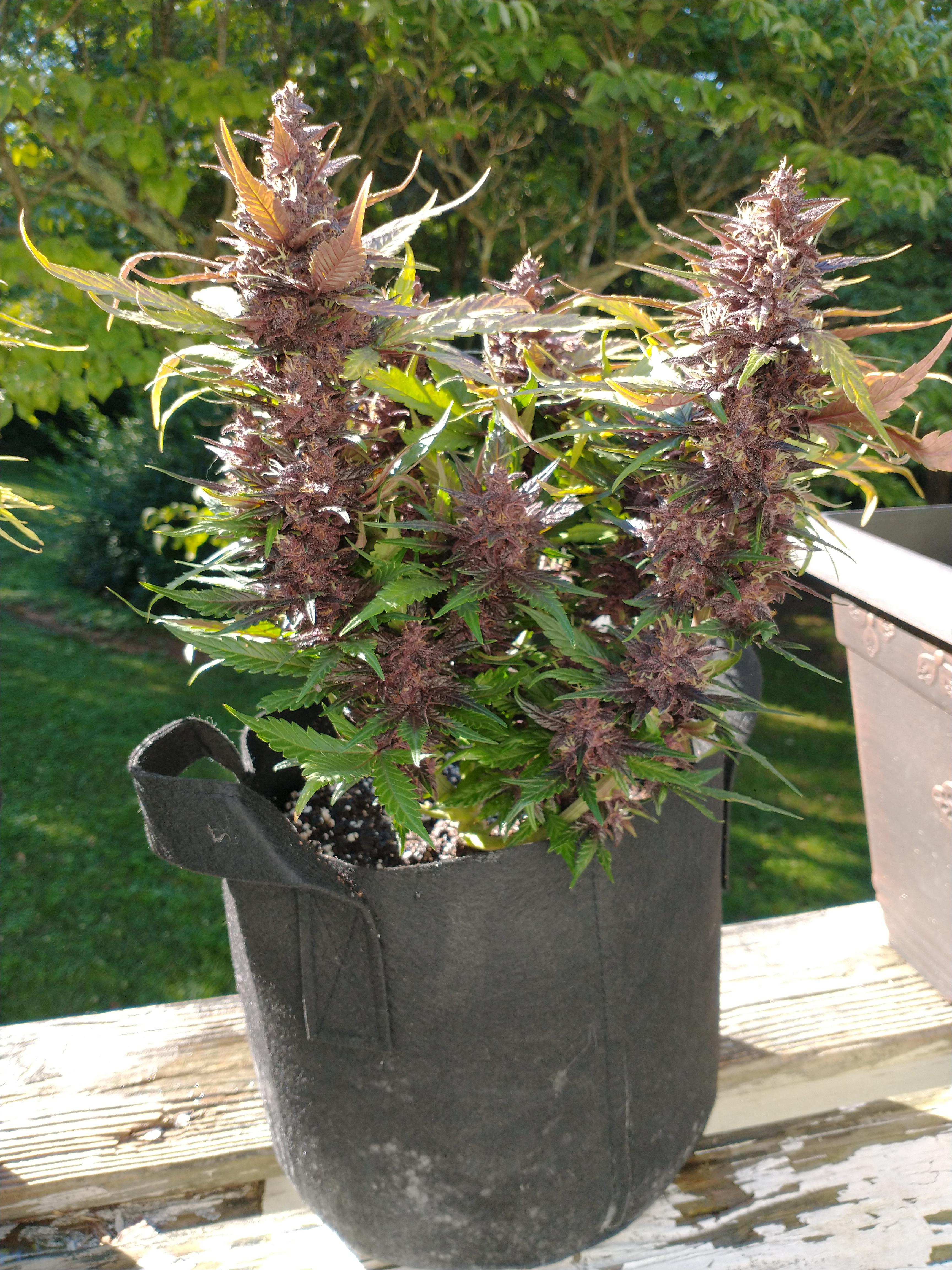 BlackBerry Kush Auto from Dutch Passion and couple more weeks to go