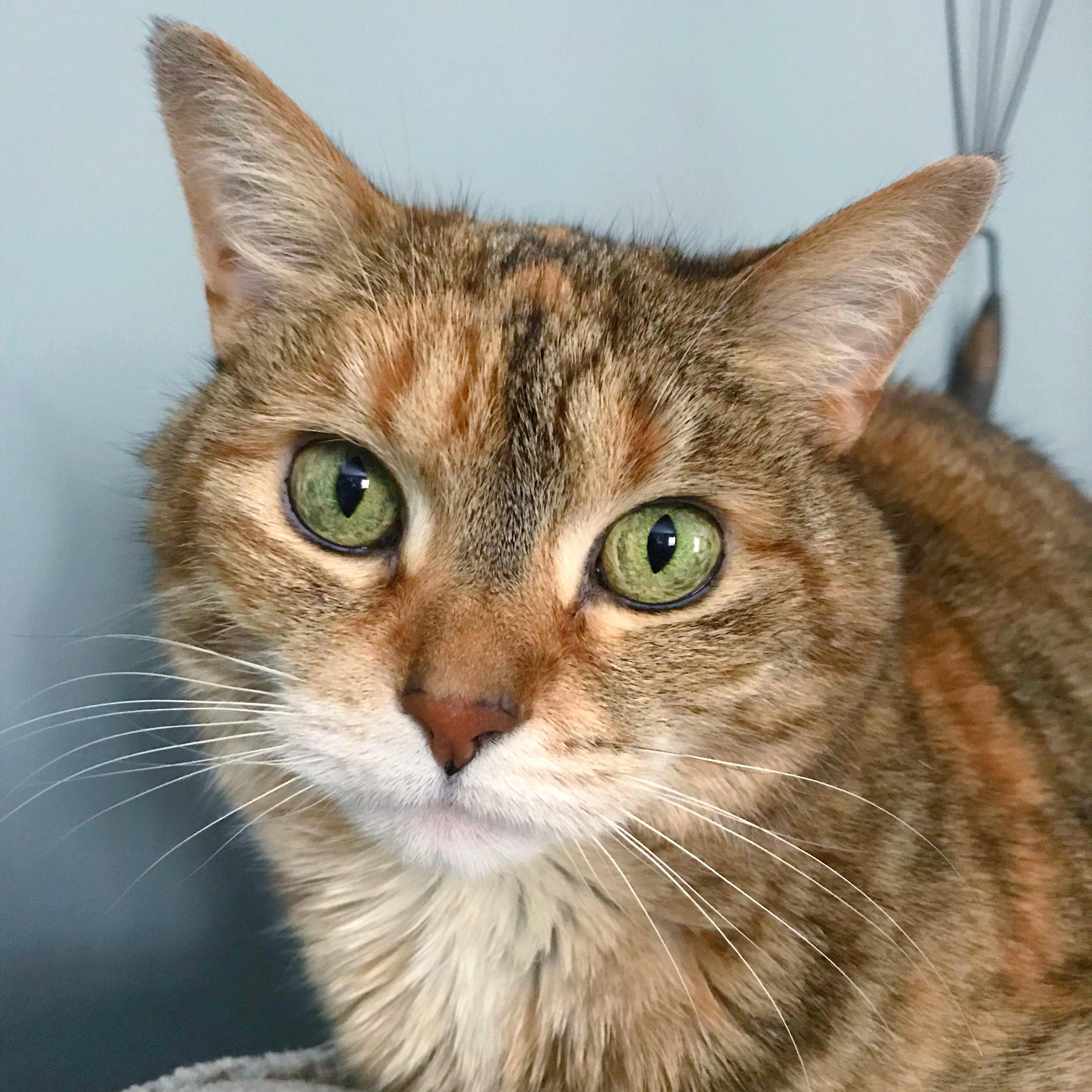 Sloopy cat is a very good cat. She’s a very good cat indeed. r/cats