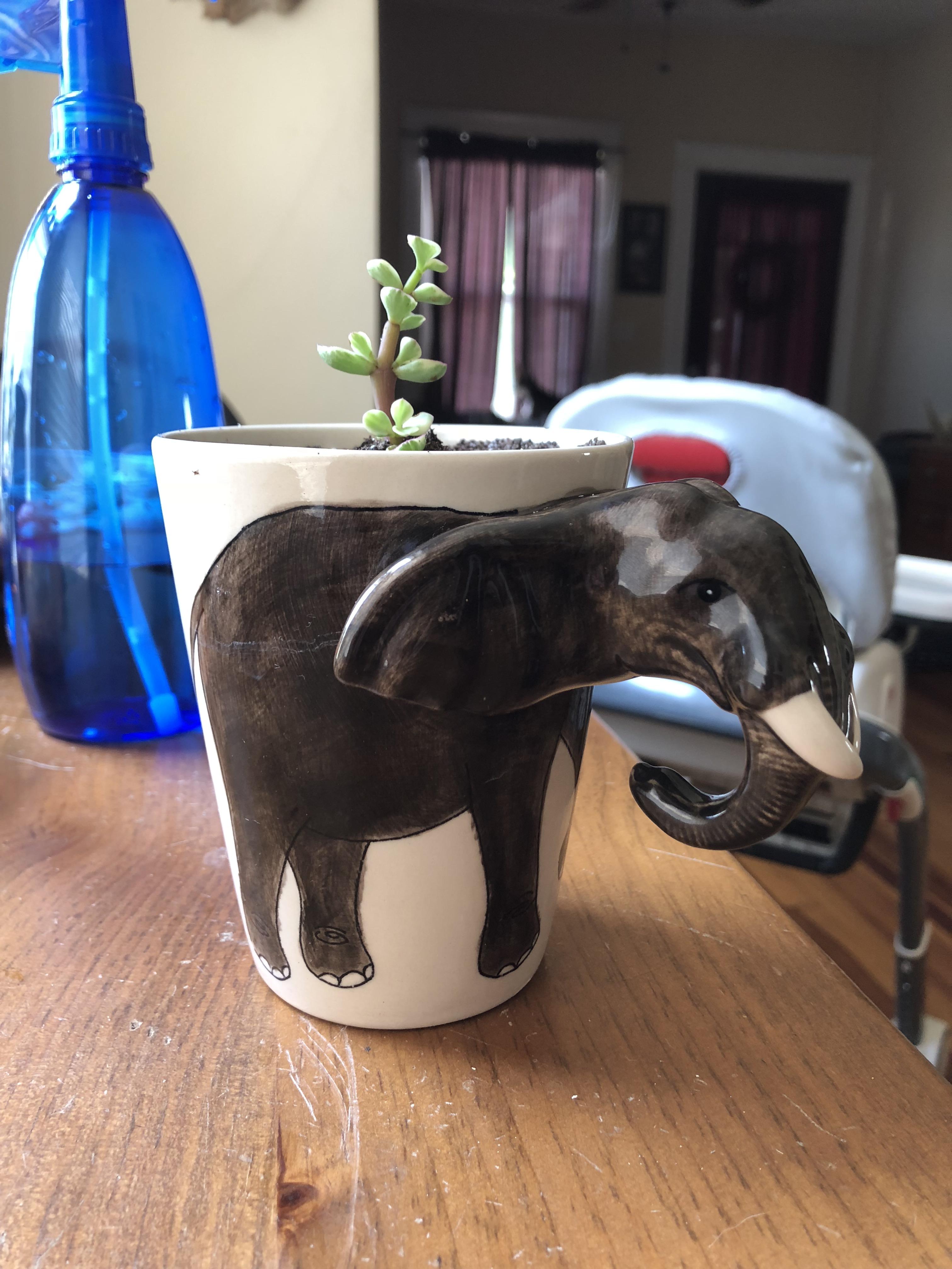 Finally found a use for the worst coffee mug ever. r/proplifting