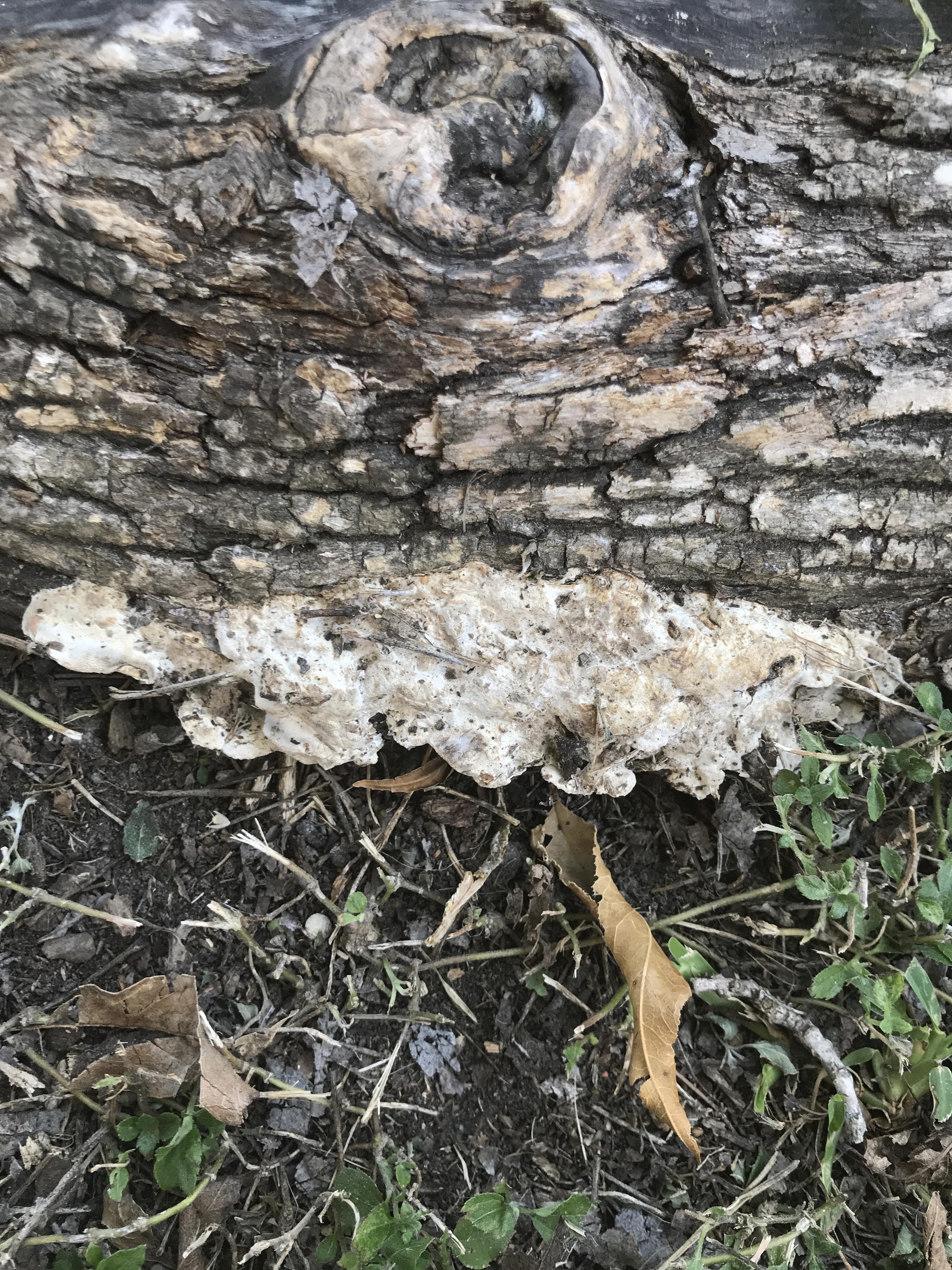 What species of mushroom is this? Is it edible? It’s growing on an