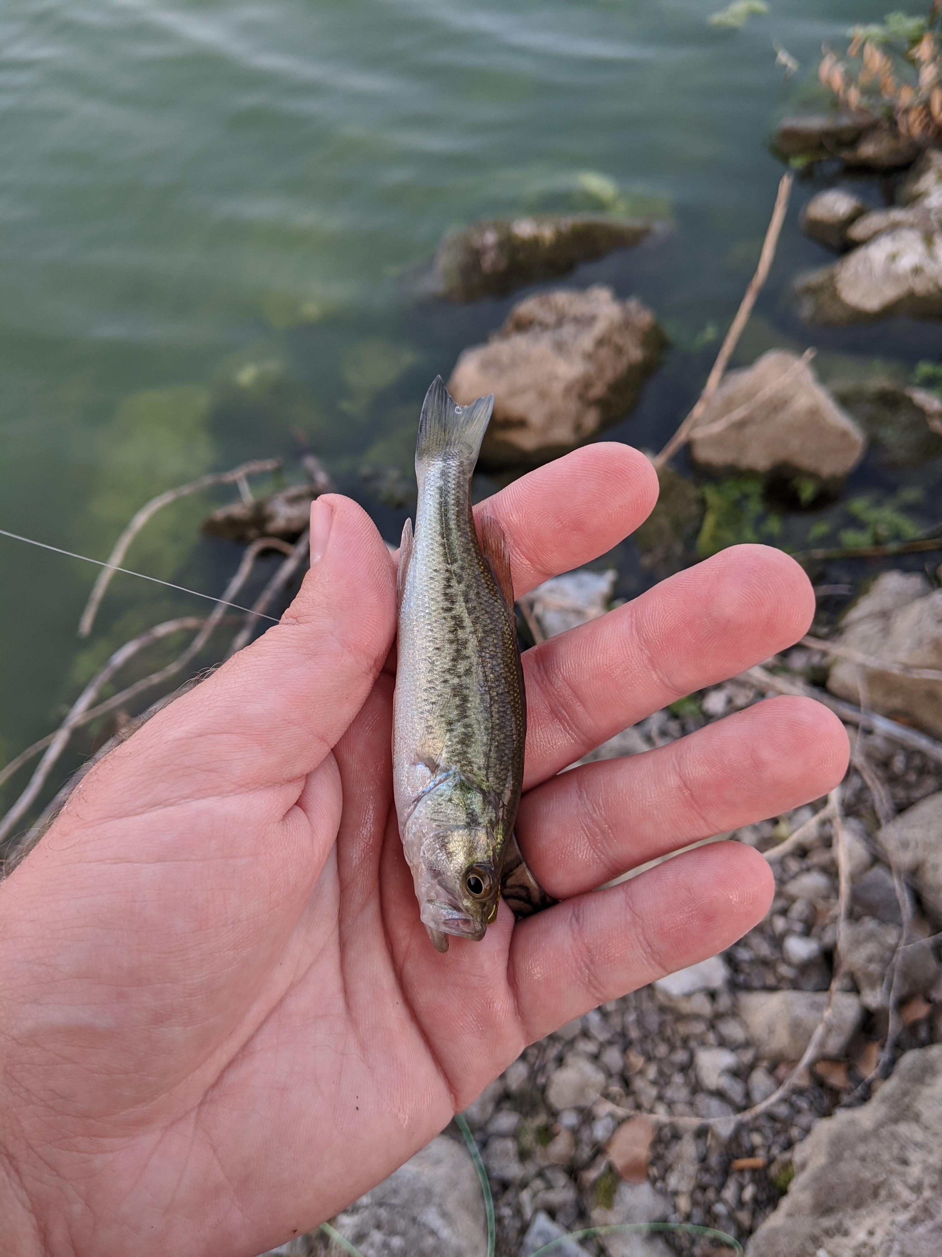 Baby bass! r/MicroFishing