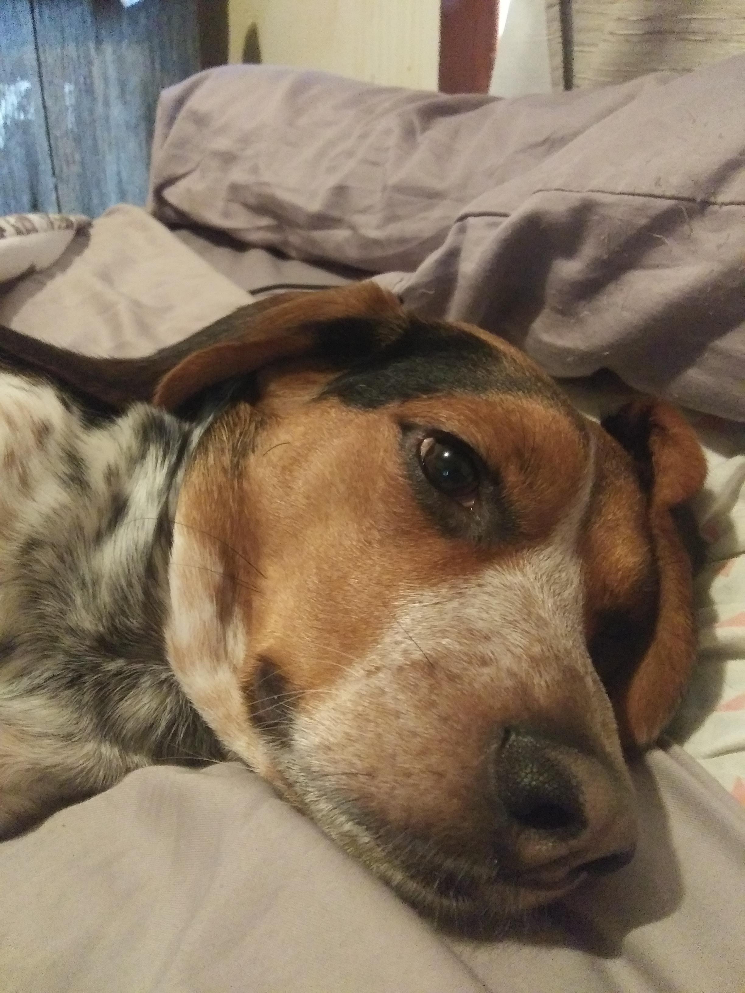 My Beagle that likes to sleep under the covers. r/Eyebleach