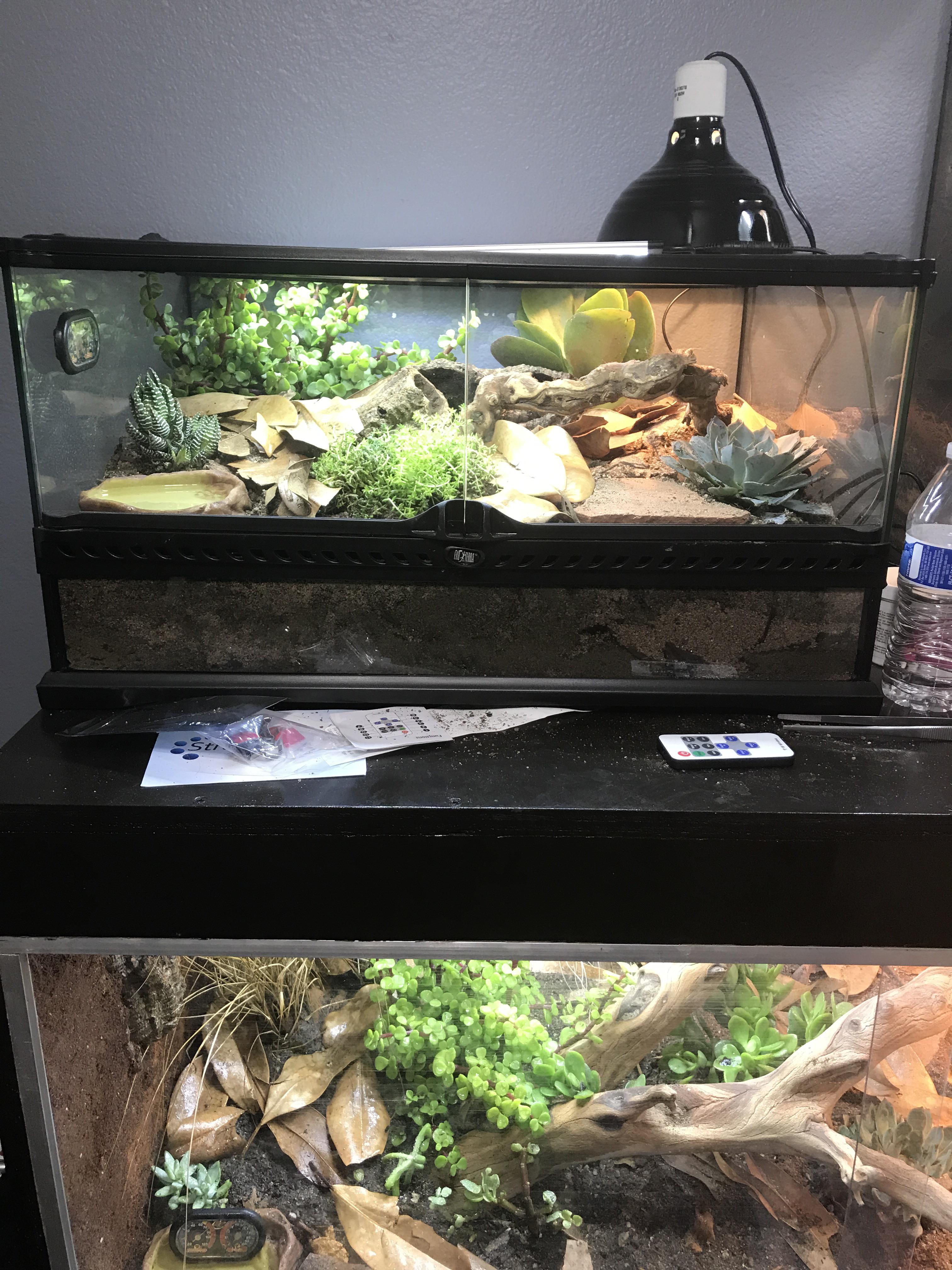 Updated Kenyan Sand Boa bioactive terrarium (top enclosure) r/reptiles