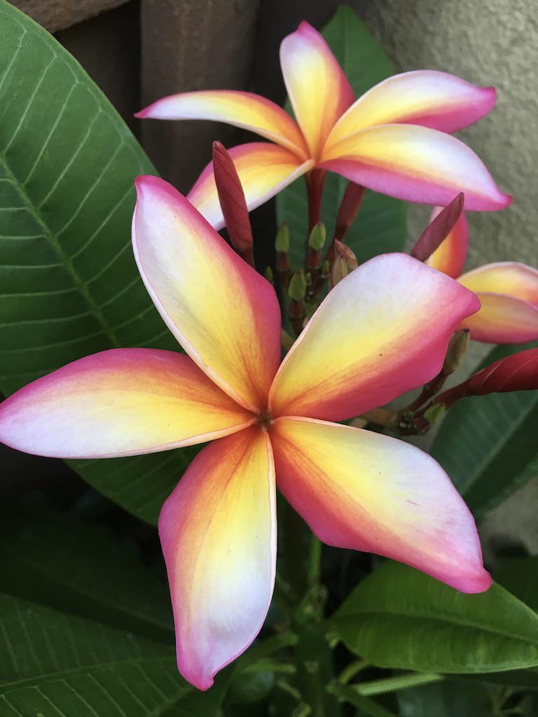 My favorite plumeria of the season (Puu Kahea) Plumeria