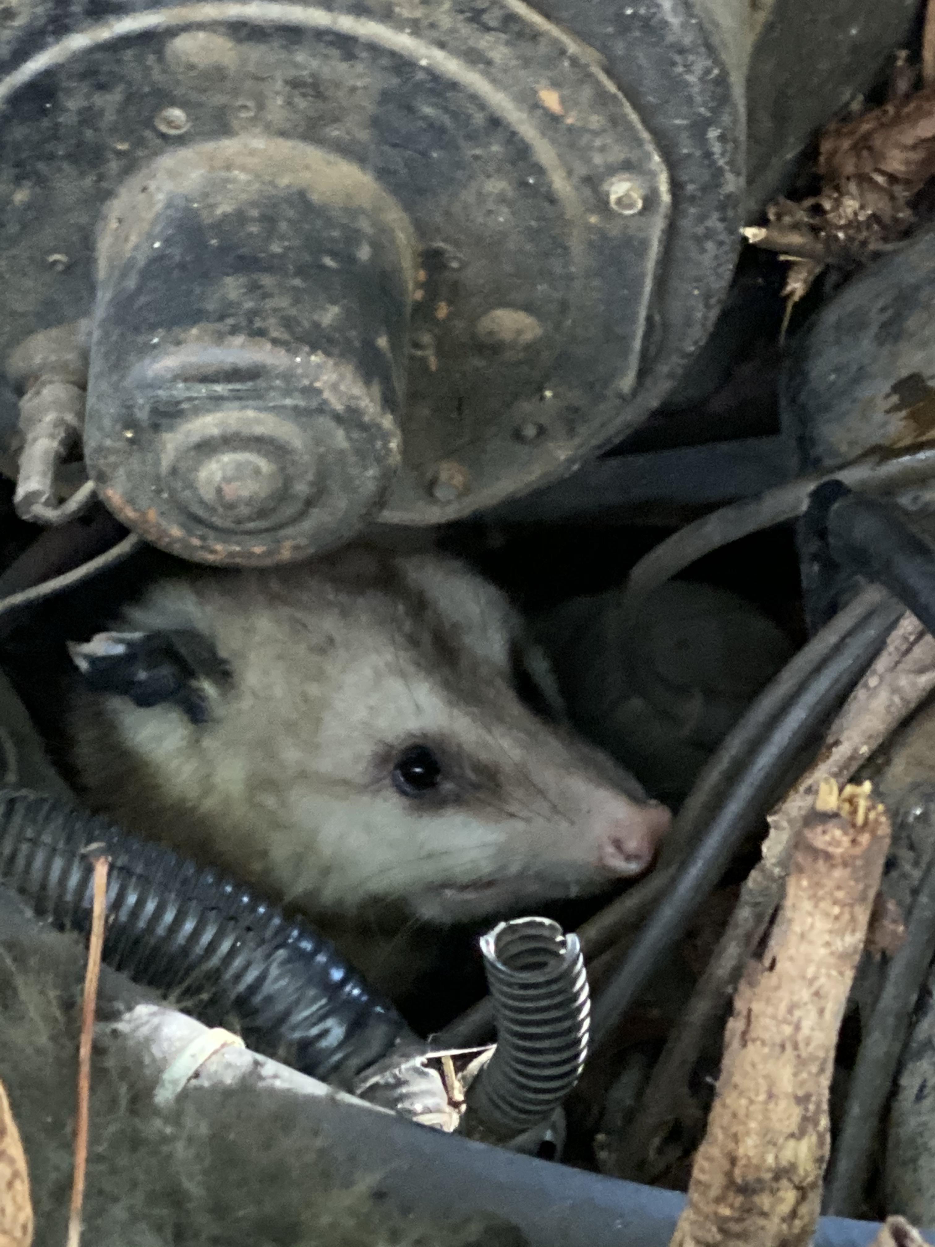 Found this guy in an old car that we are cleaning out r/Possums