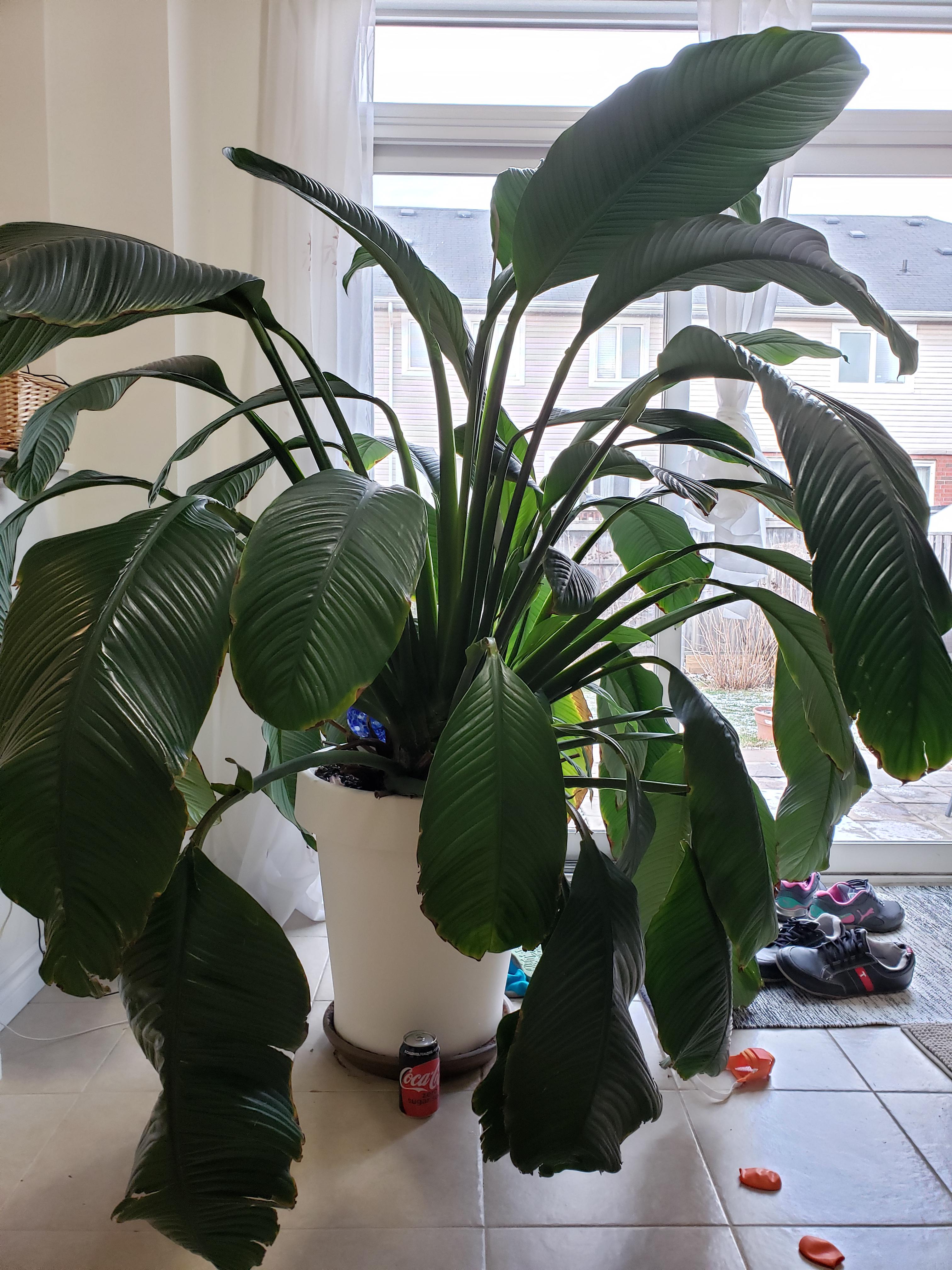 My Sensation Peace Lily about 10 years old. Coke can ar the bottom of