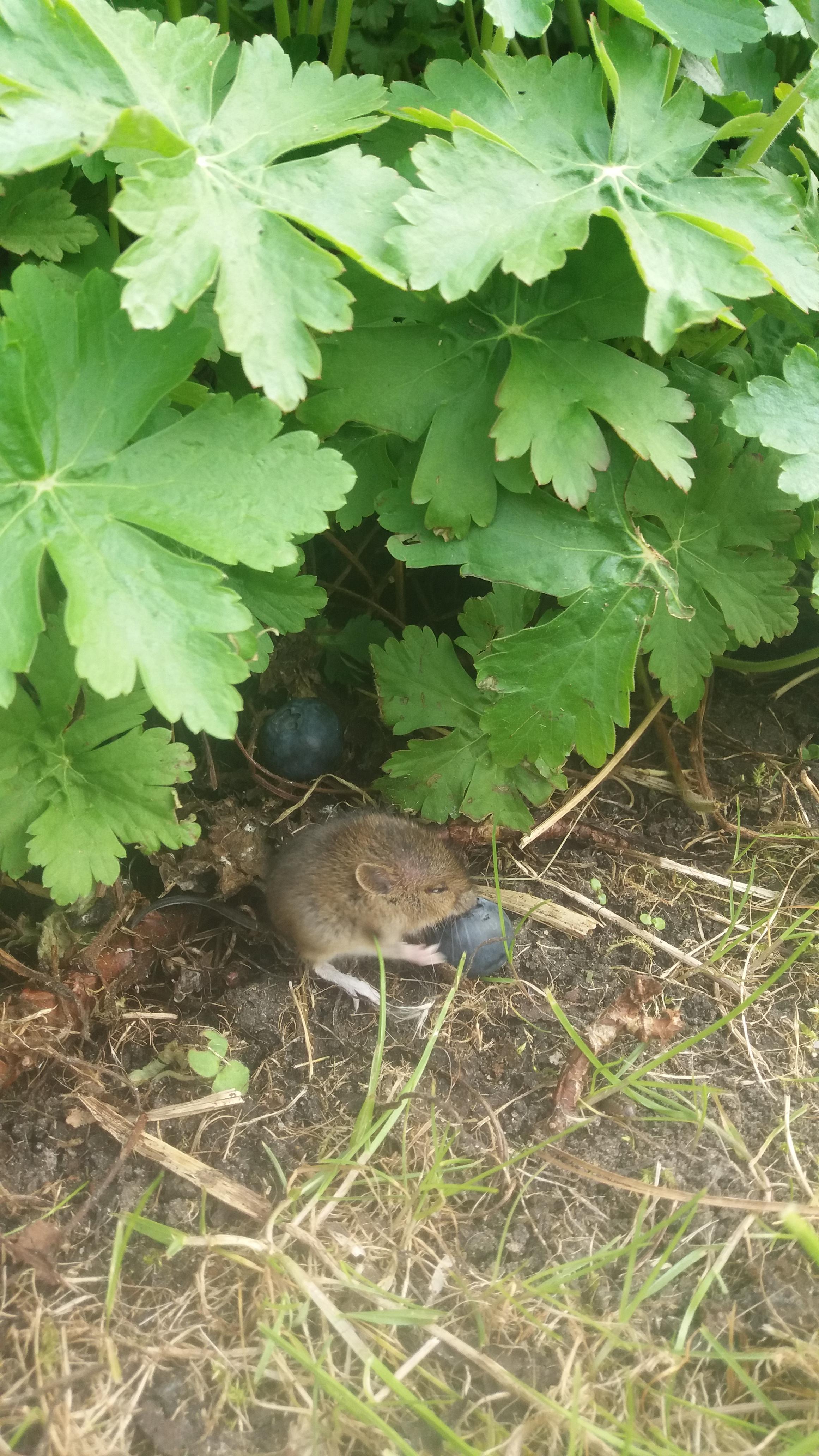 A mouse (?) eating a blueberry in my garden. r/aww