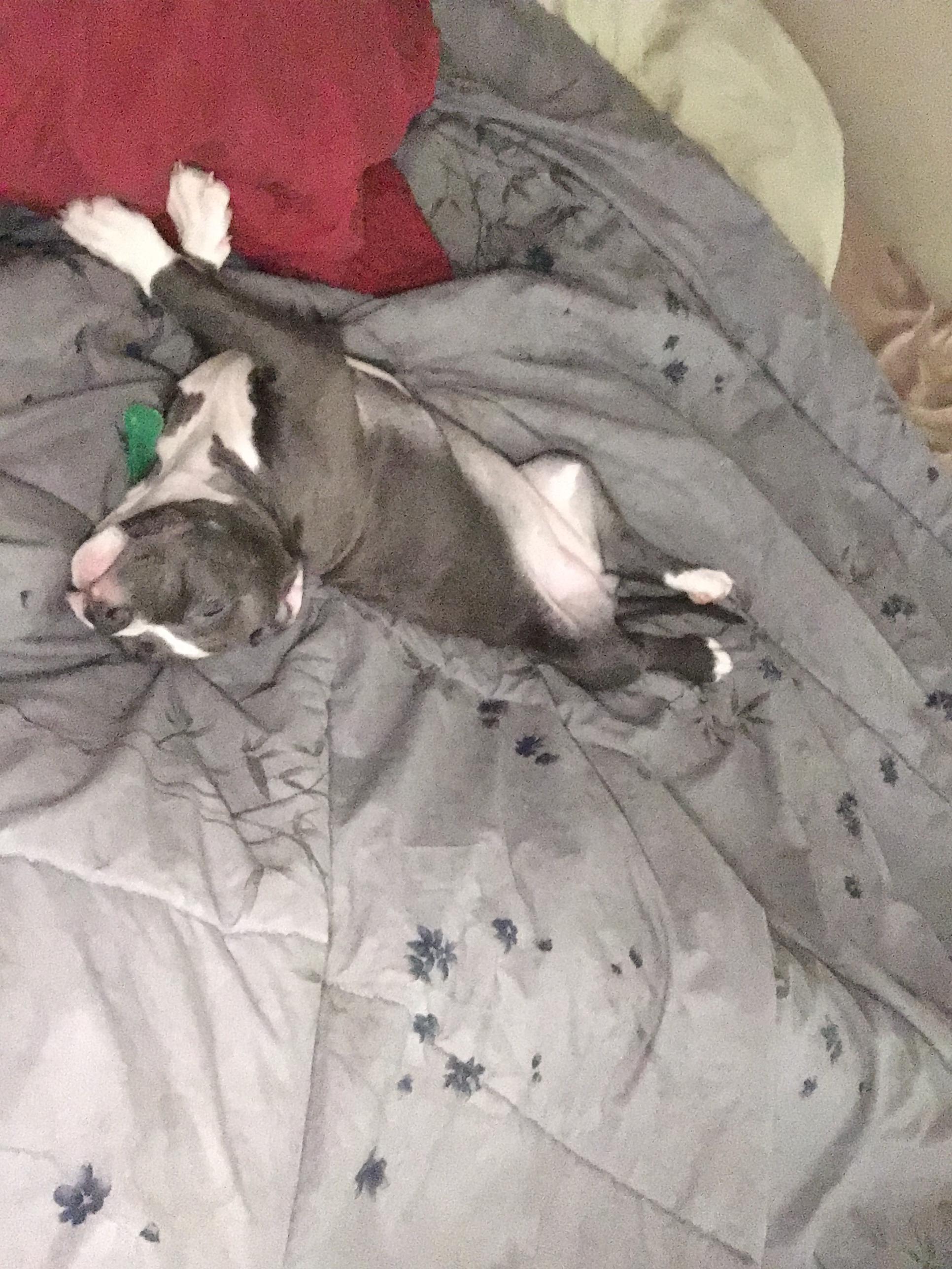 Newest member of the family...10 week old puppy. Still