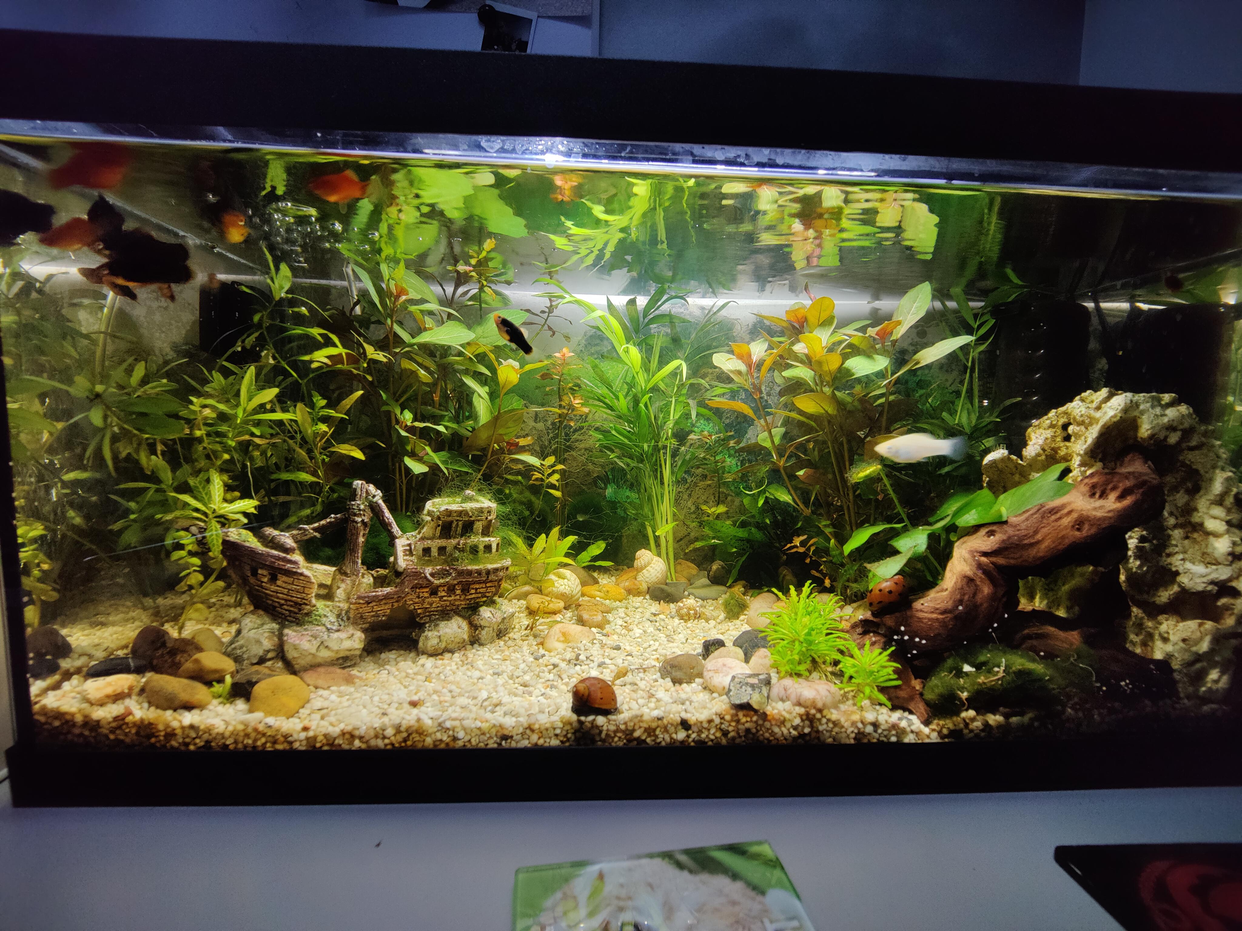 Fish Tank Review (54L Platy/Molly) r/fishforthought