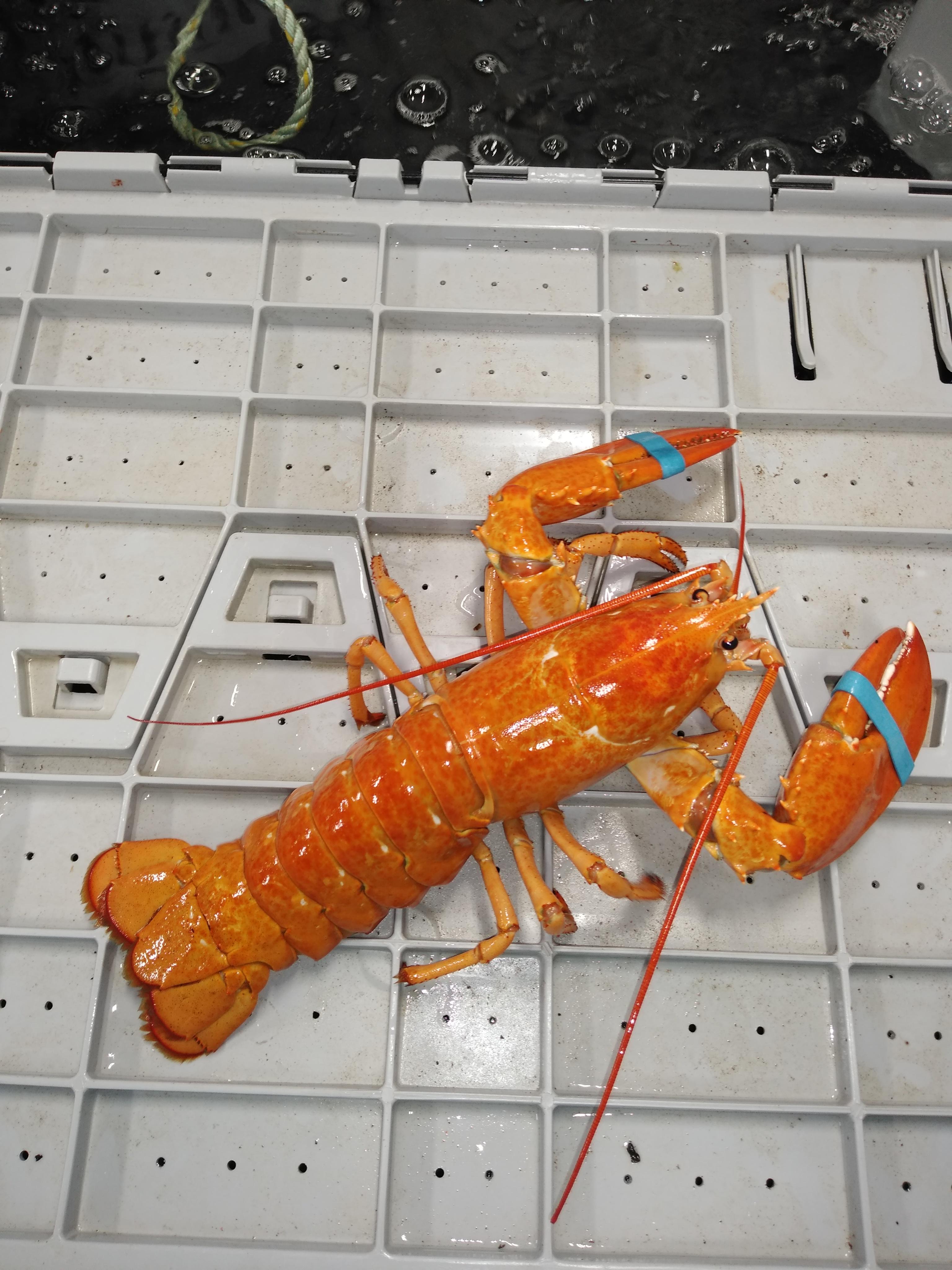 Rare Orange Lobster r/interestingasfuck